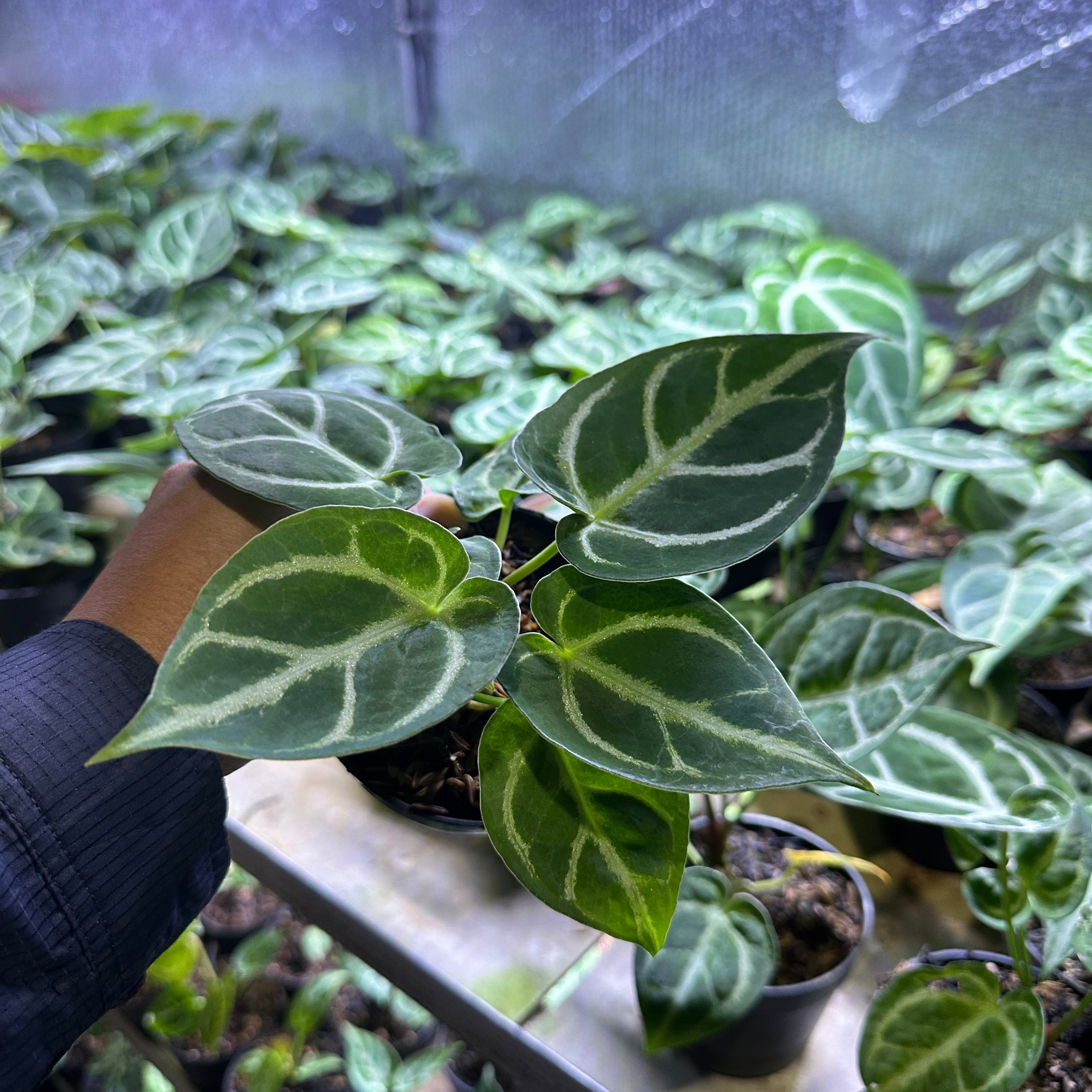 Anthurium Silver Blush