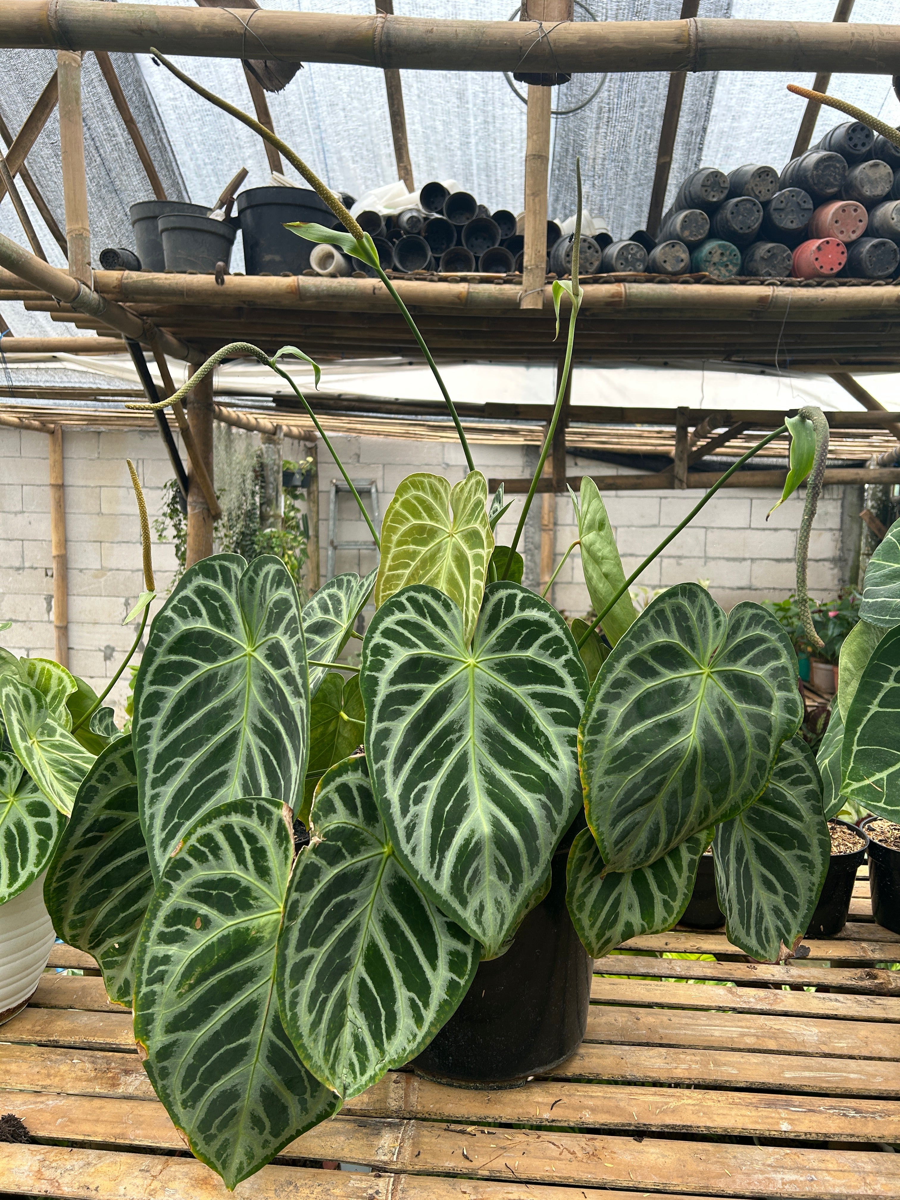 Anthurium Silver Blush