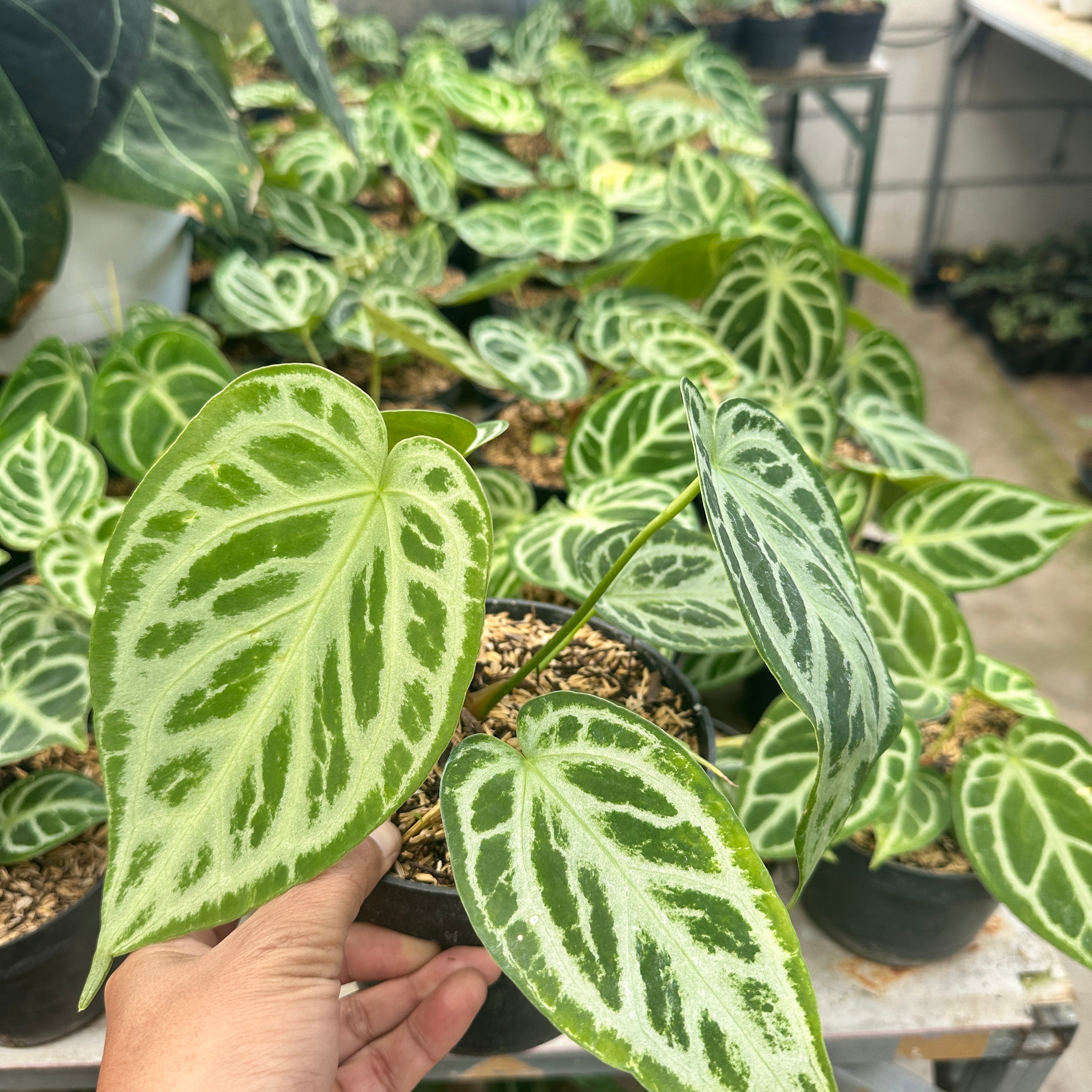 Anthurium Silver Blush