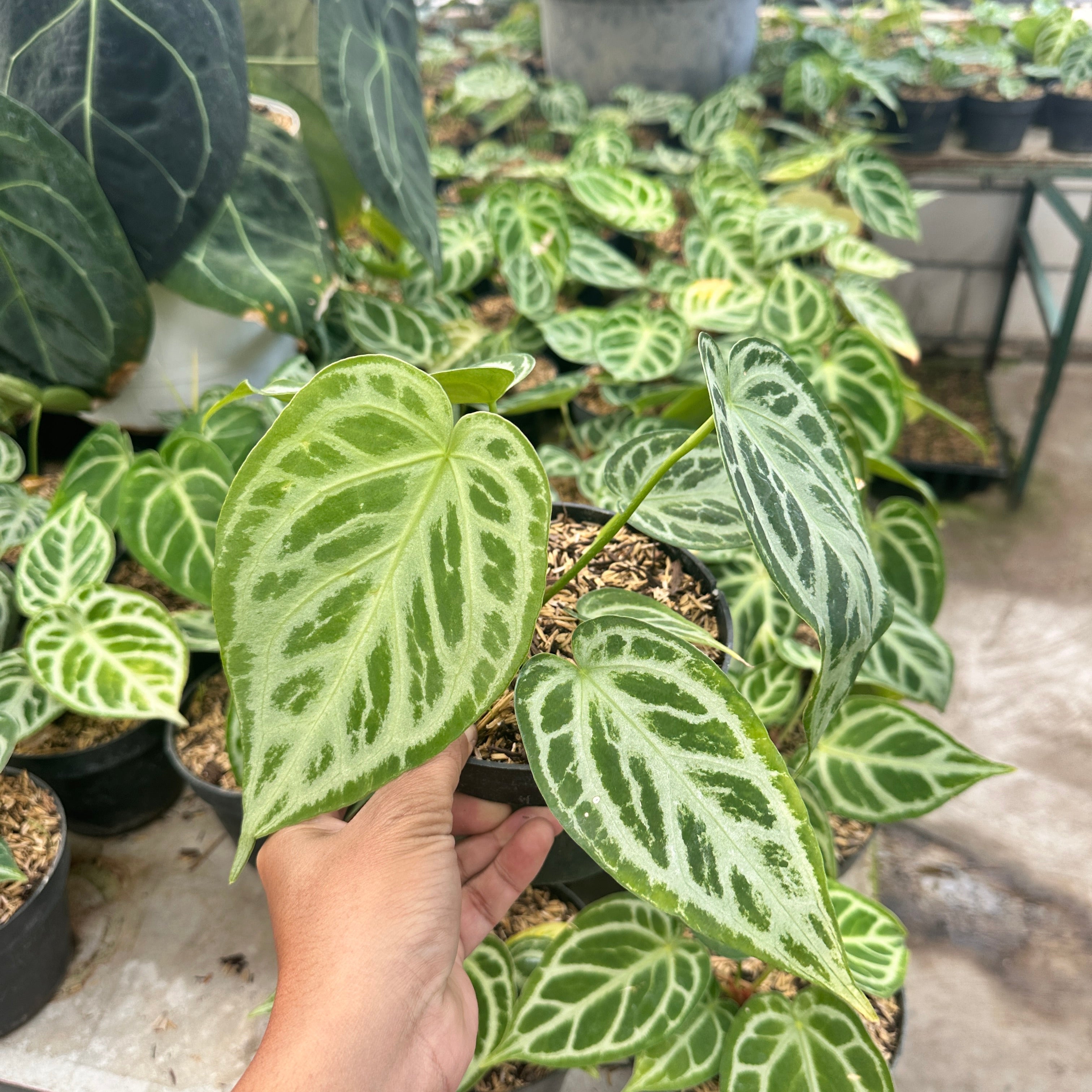 Anthurium Silver Blush