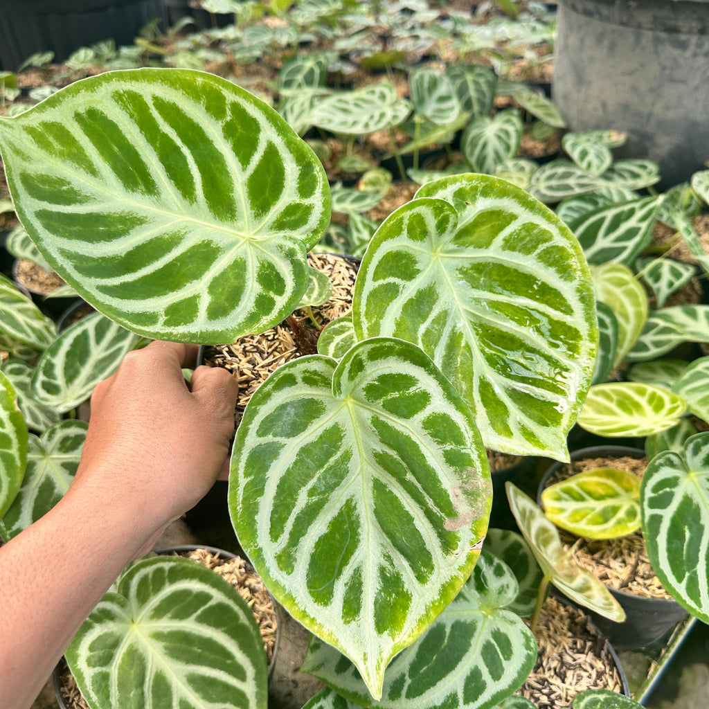 Anthurium Silver Blush
