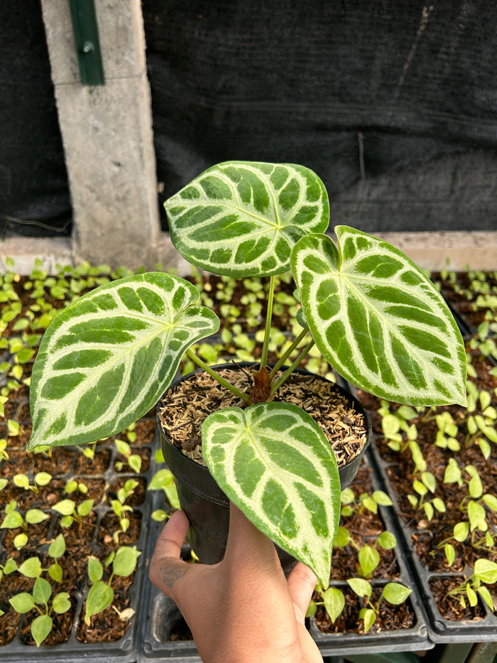 Anthurium Silver Blush