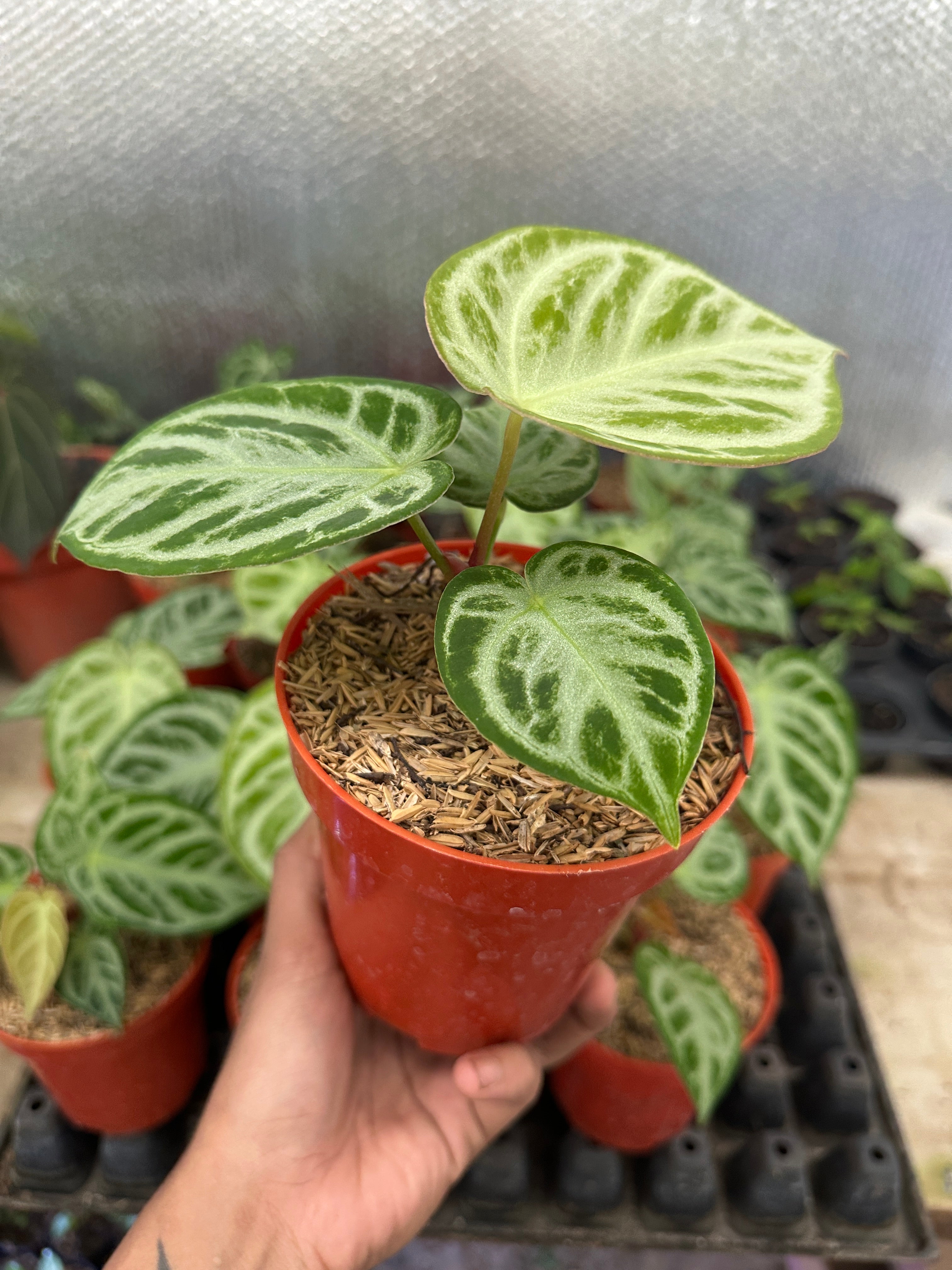 Anthurium Silver Blush