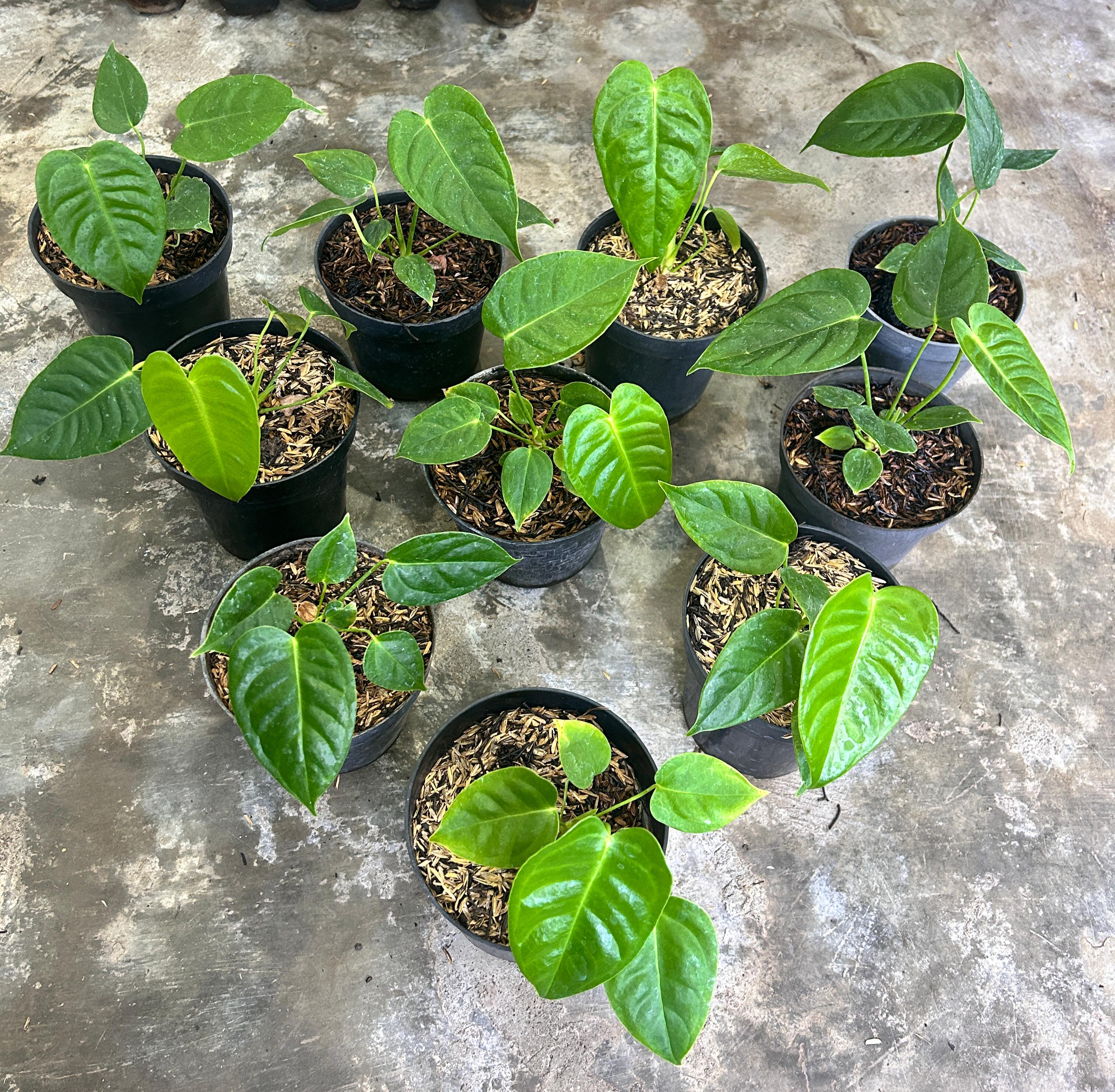 Anthurium Veitchii