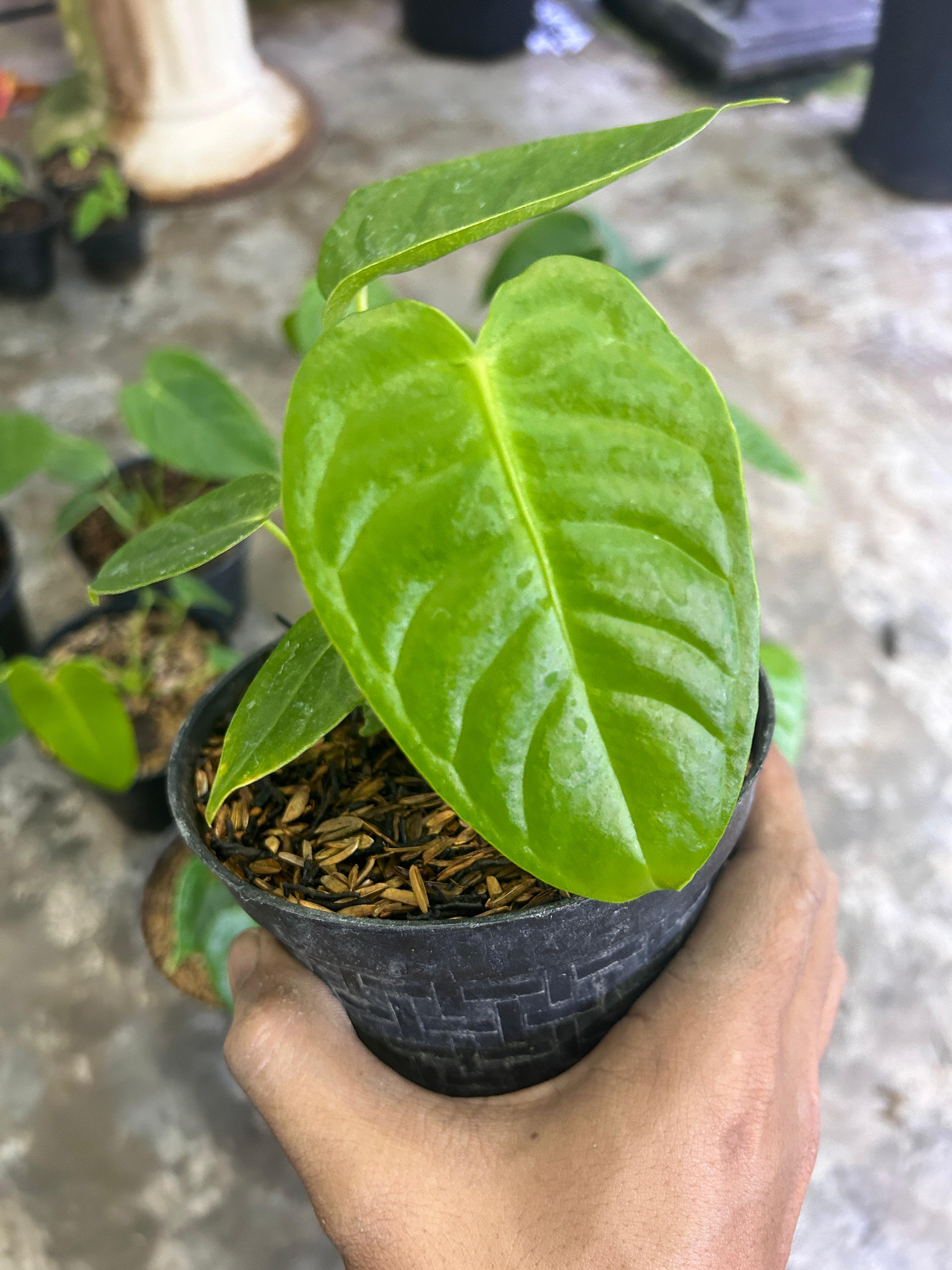 Anthurium Veitchii