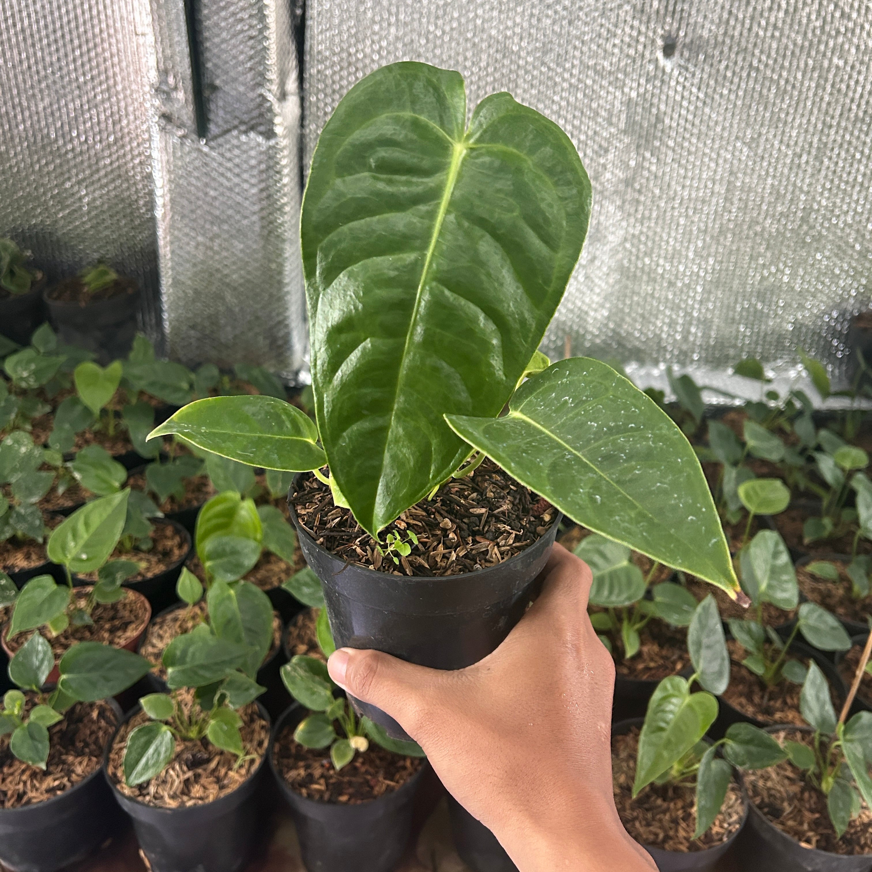 Anthurium Veitchii