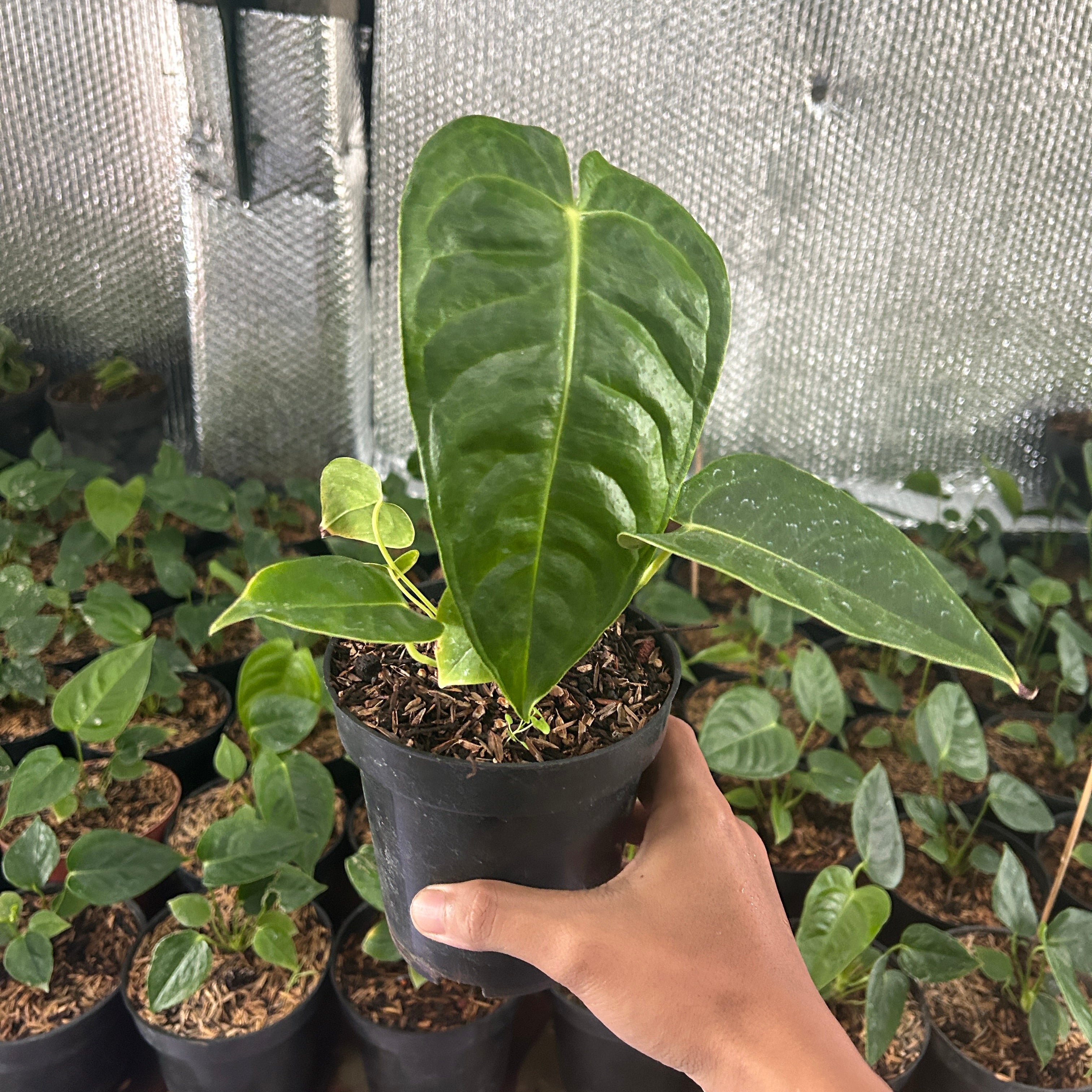 Anthurium Veitchii
