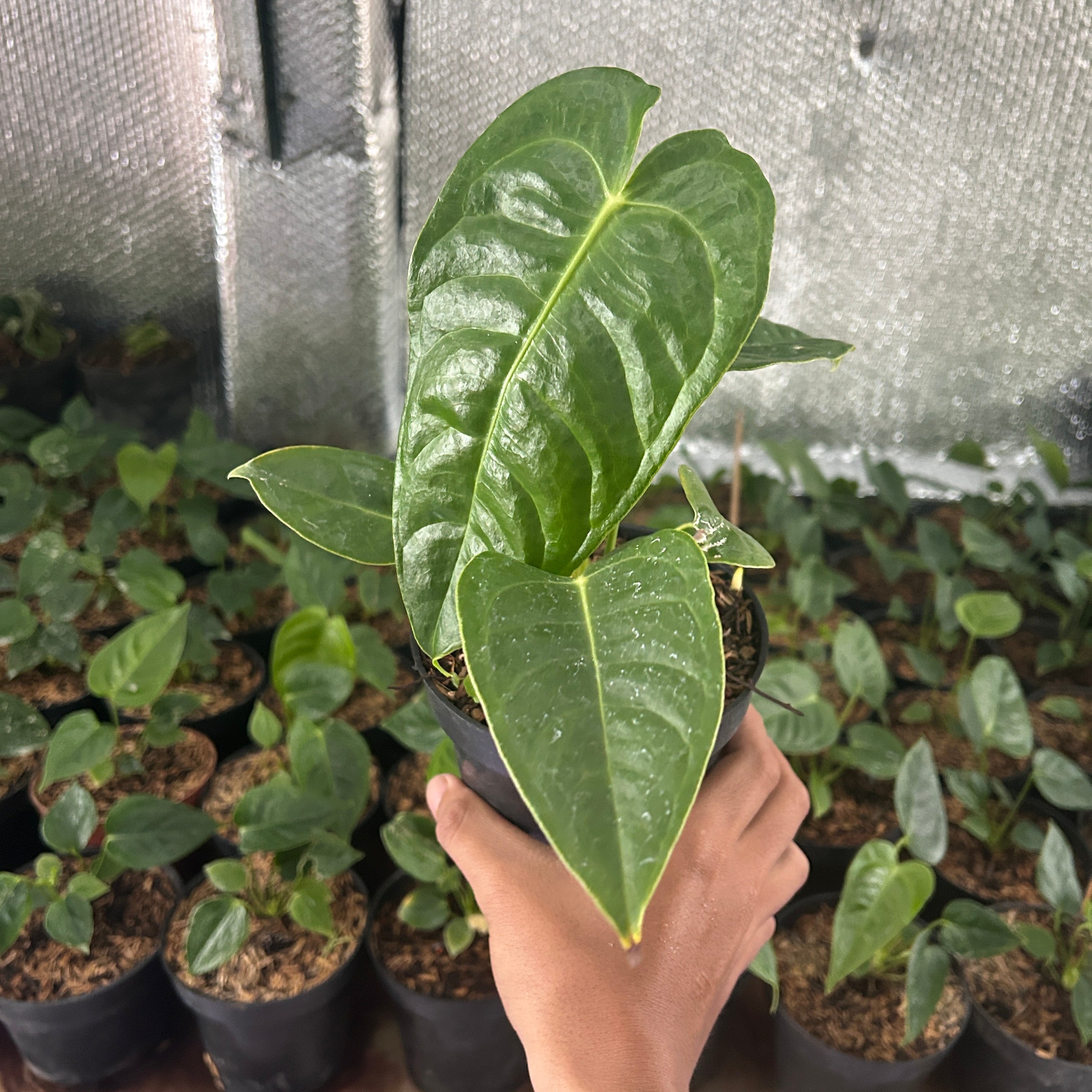 Anthurium Veitchii