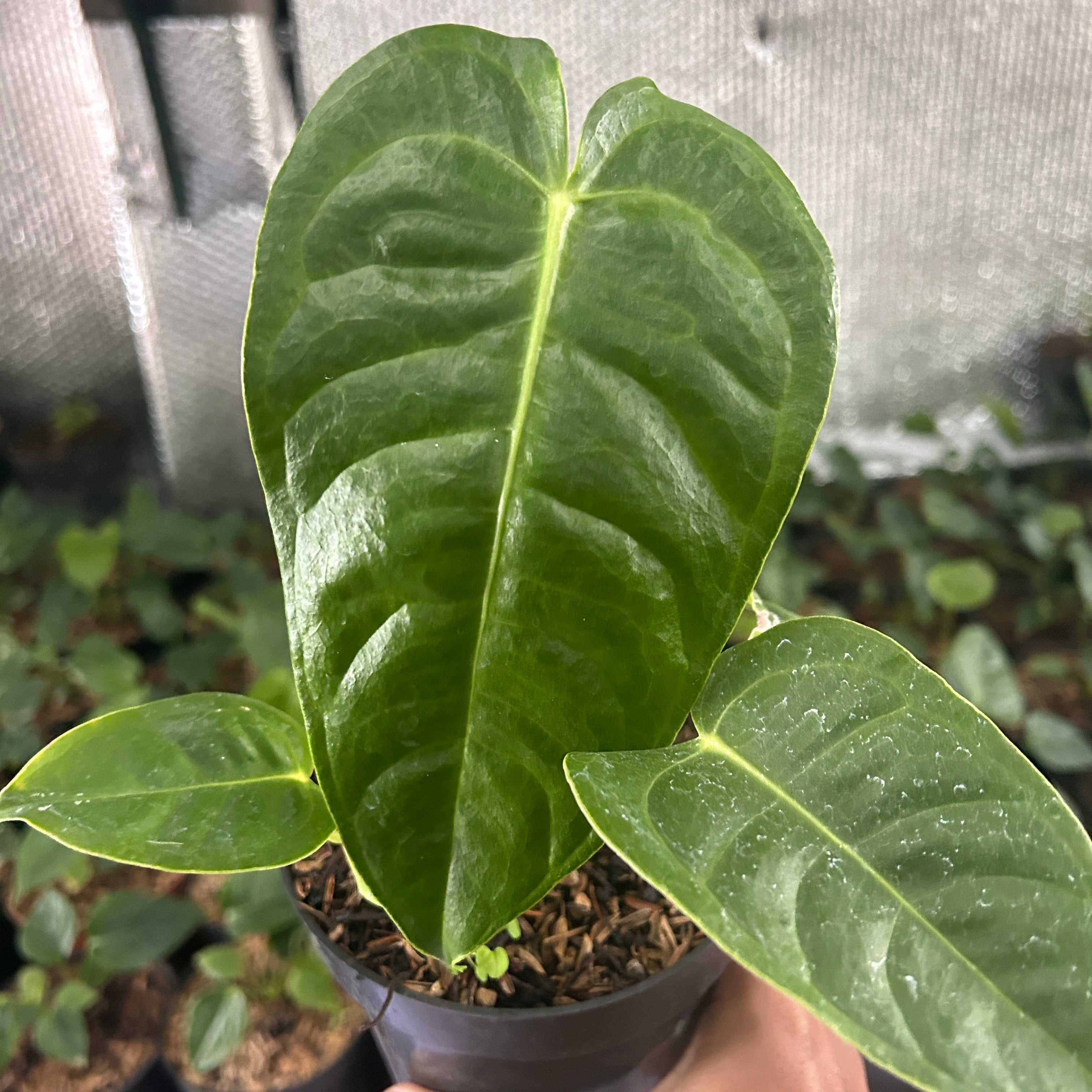 Anthurium Veitchii