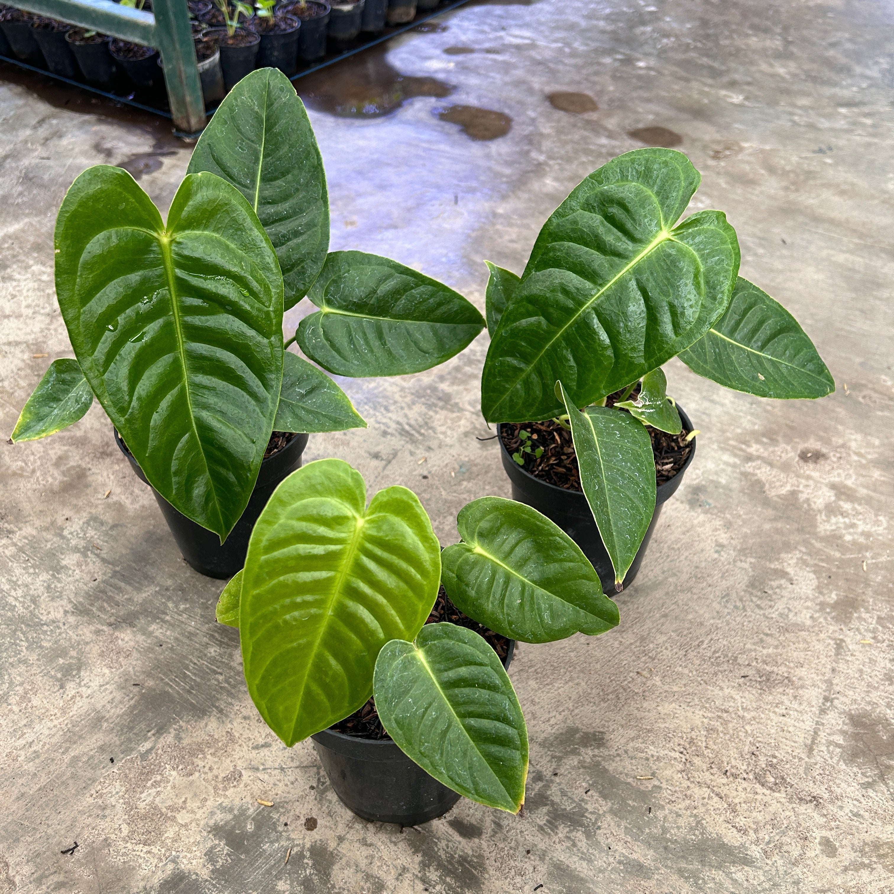 Anthurium Veitchii