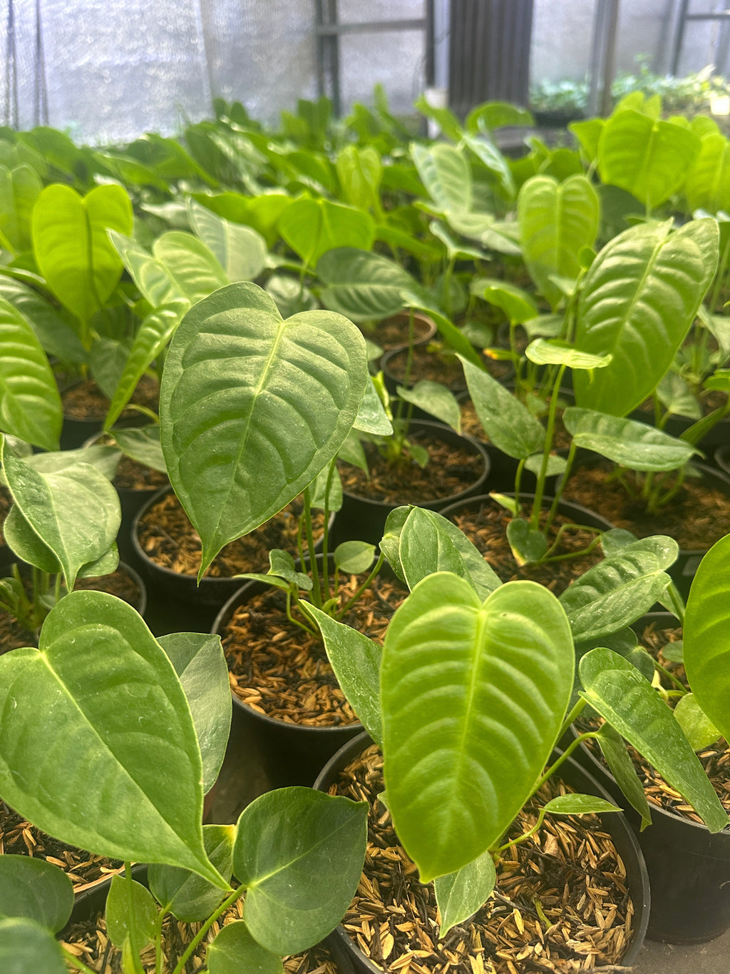 Anthurium Veitchii