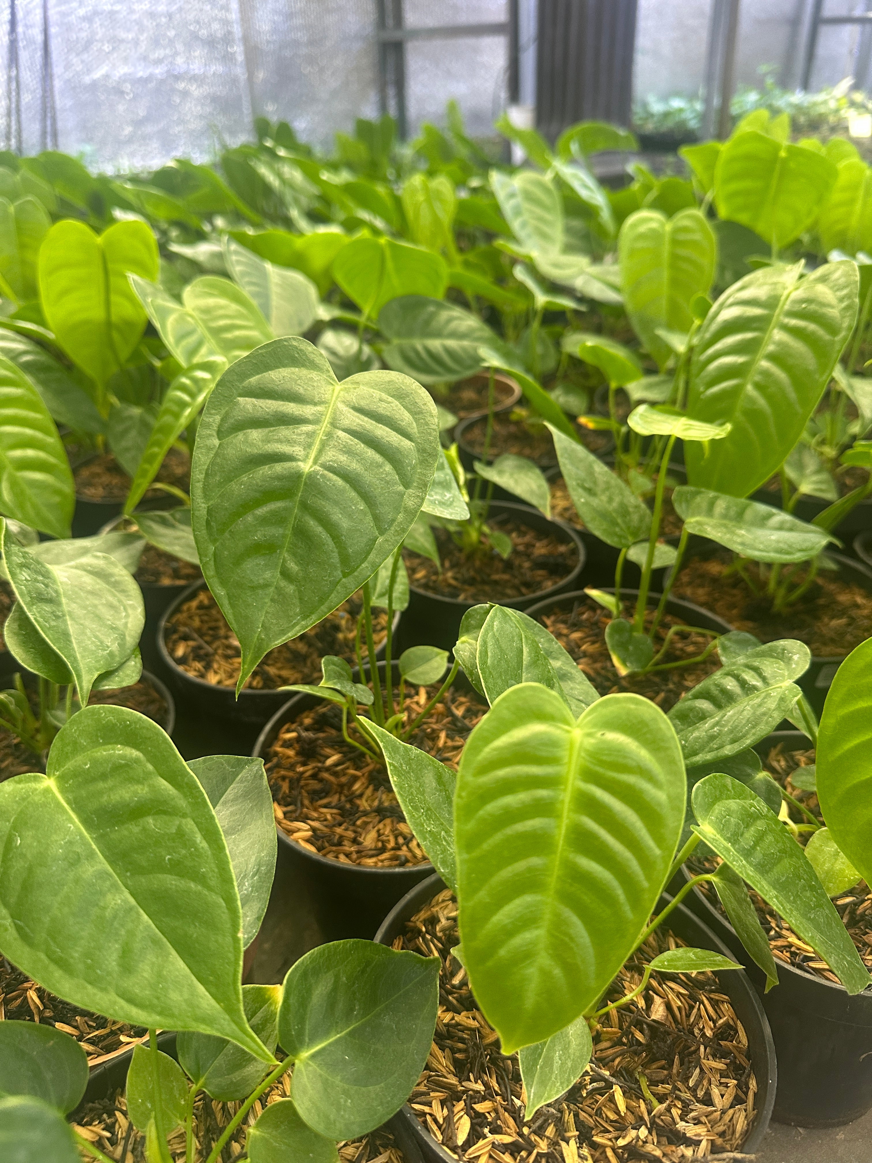 Anthurium Veitchii