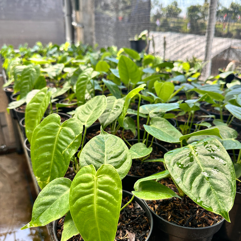 Anthurium Veitchii
