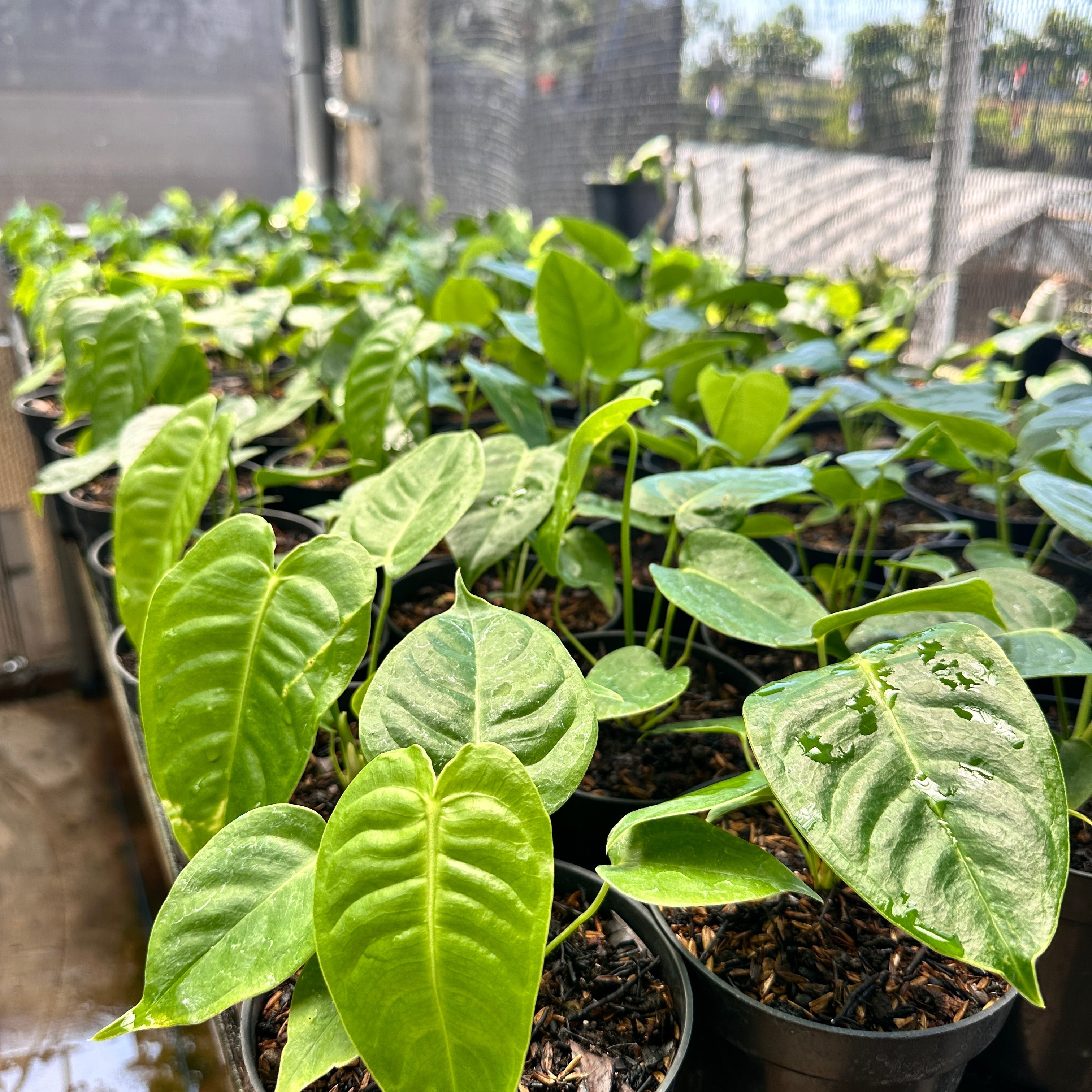 Anthurium Veitchii