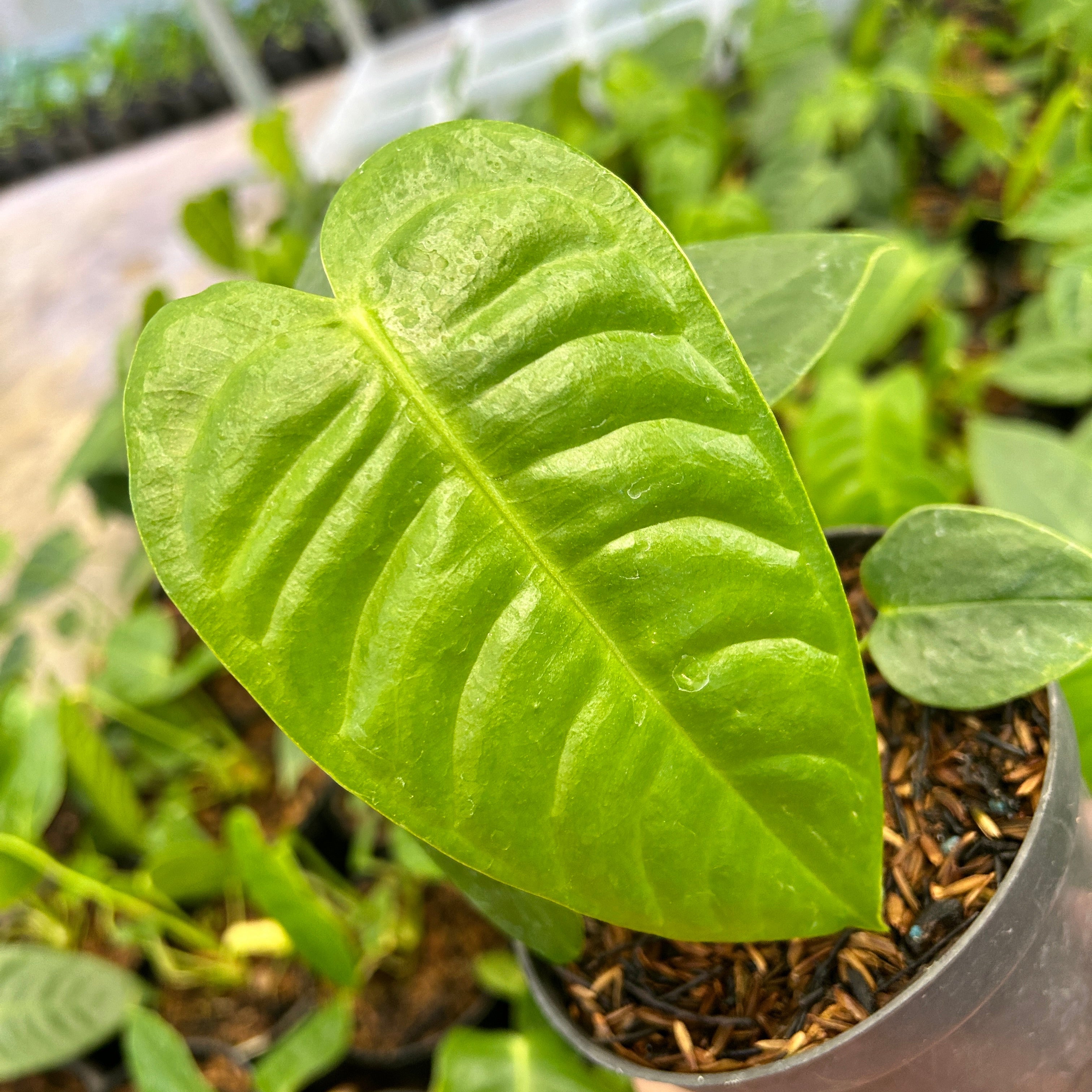 Anthurium Veitchii