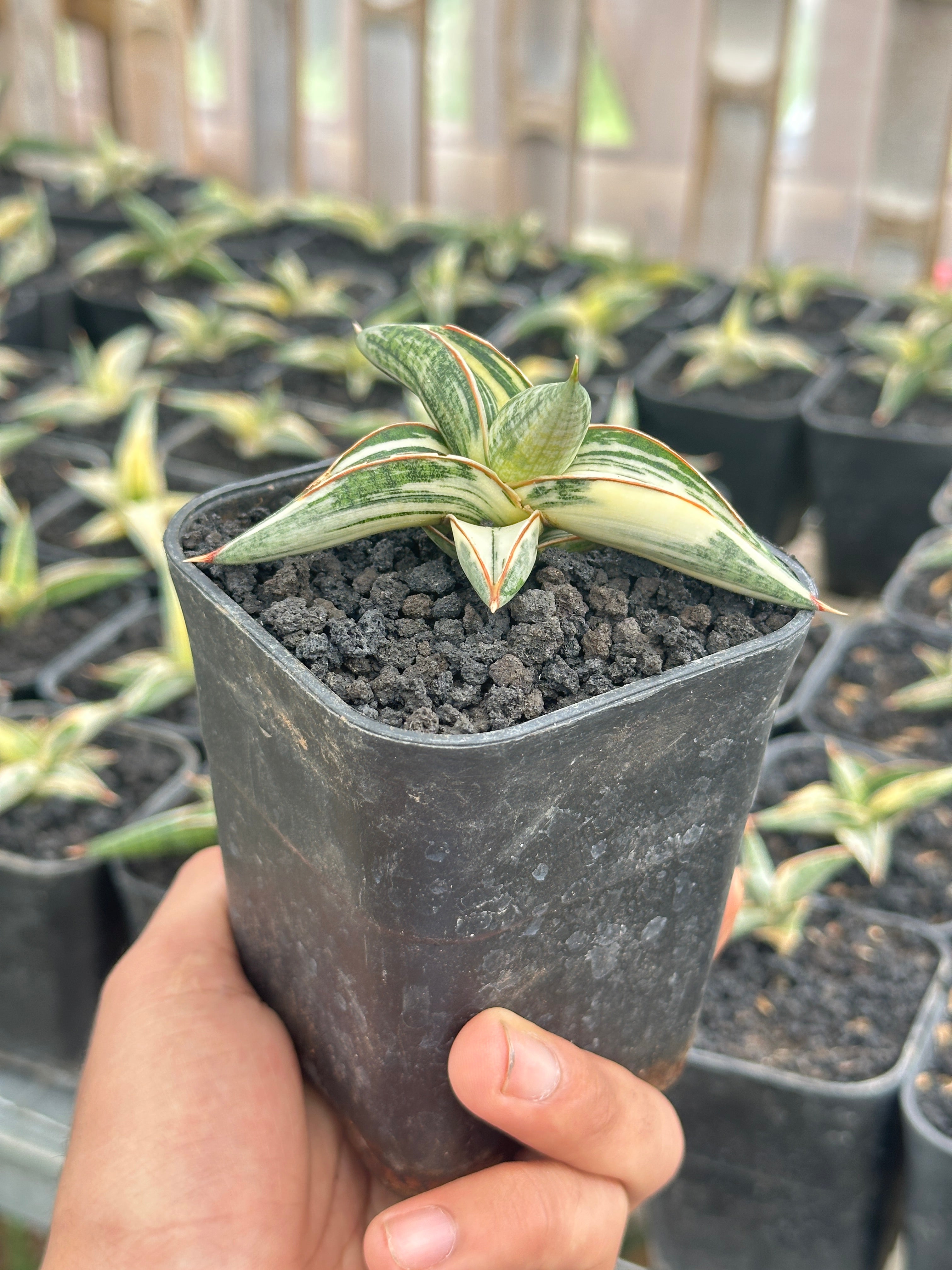 Sansevieria Blue Clone plant photo 3