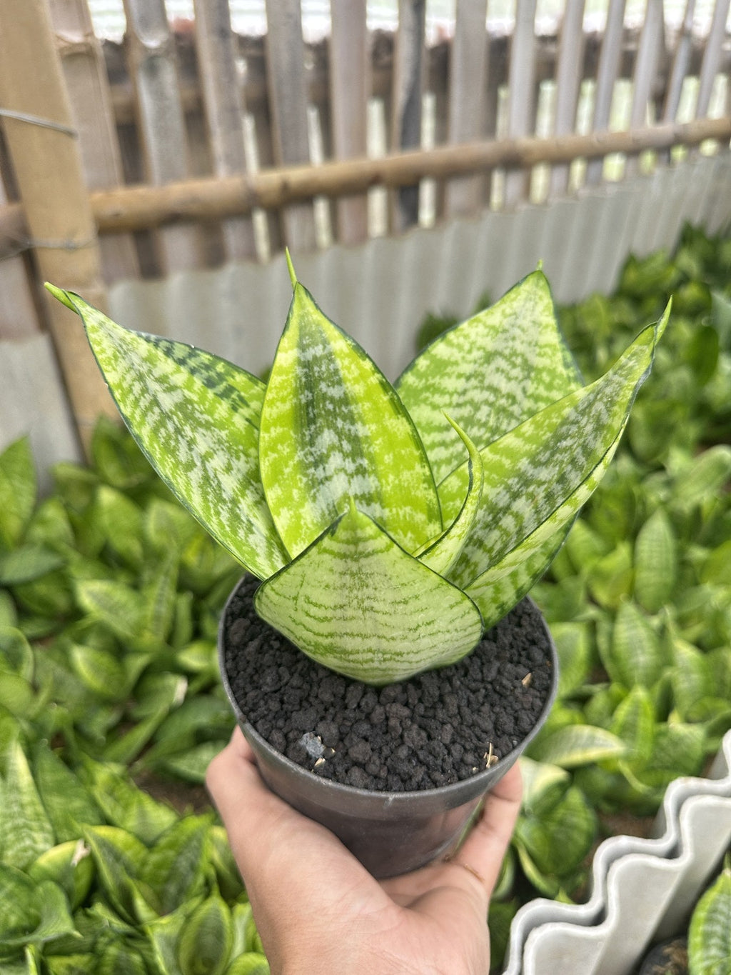 Sansevieria Hanny Filiphine plant photo 2