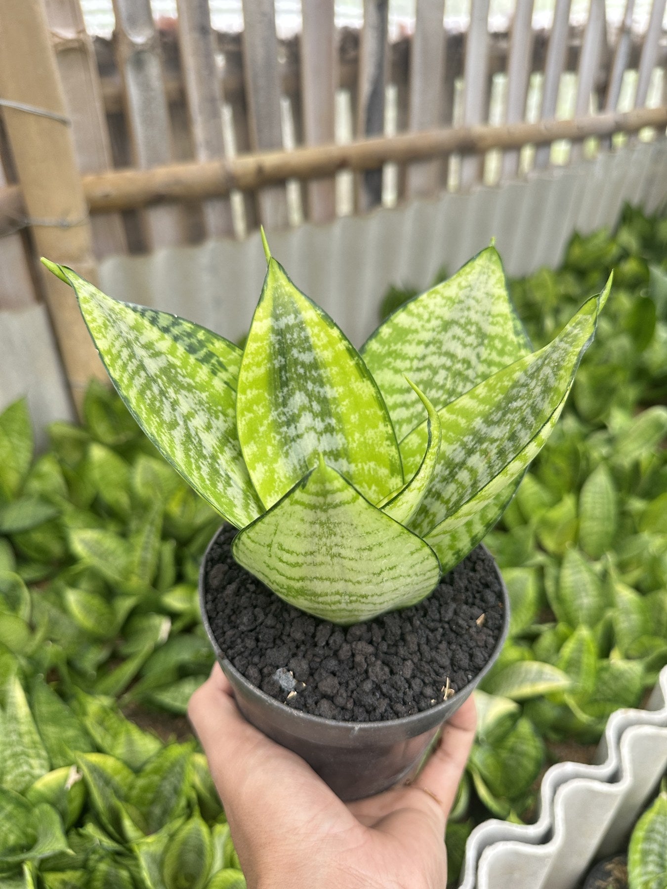 Sansevieria Hanny Filiphine plant photo 2