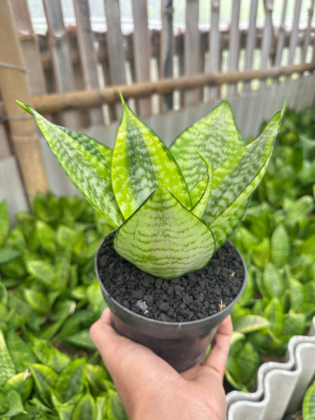 Sansevieria Hanny Filiphine plant photo 3