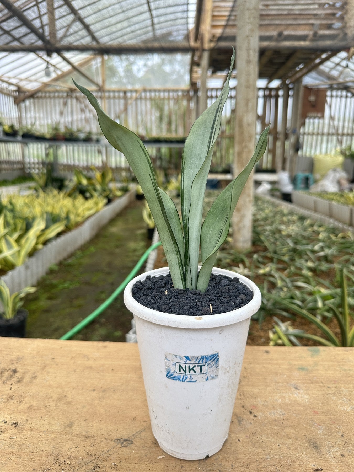Sansevieria Moonshine Brazilian plant photo 2