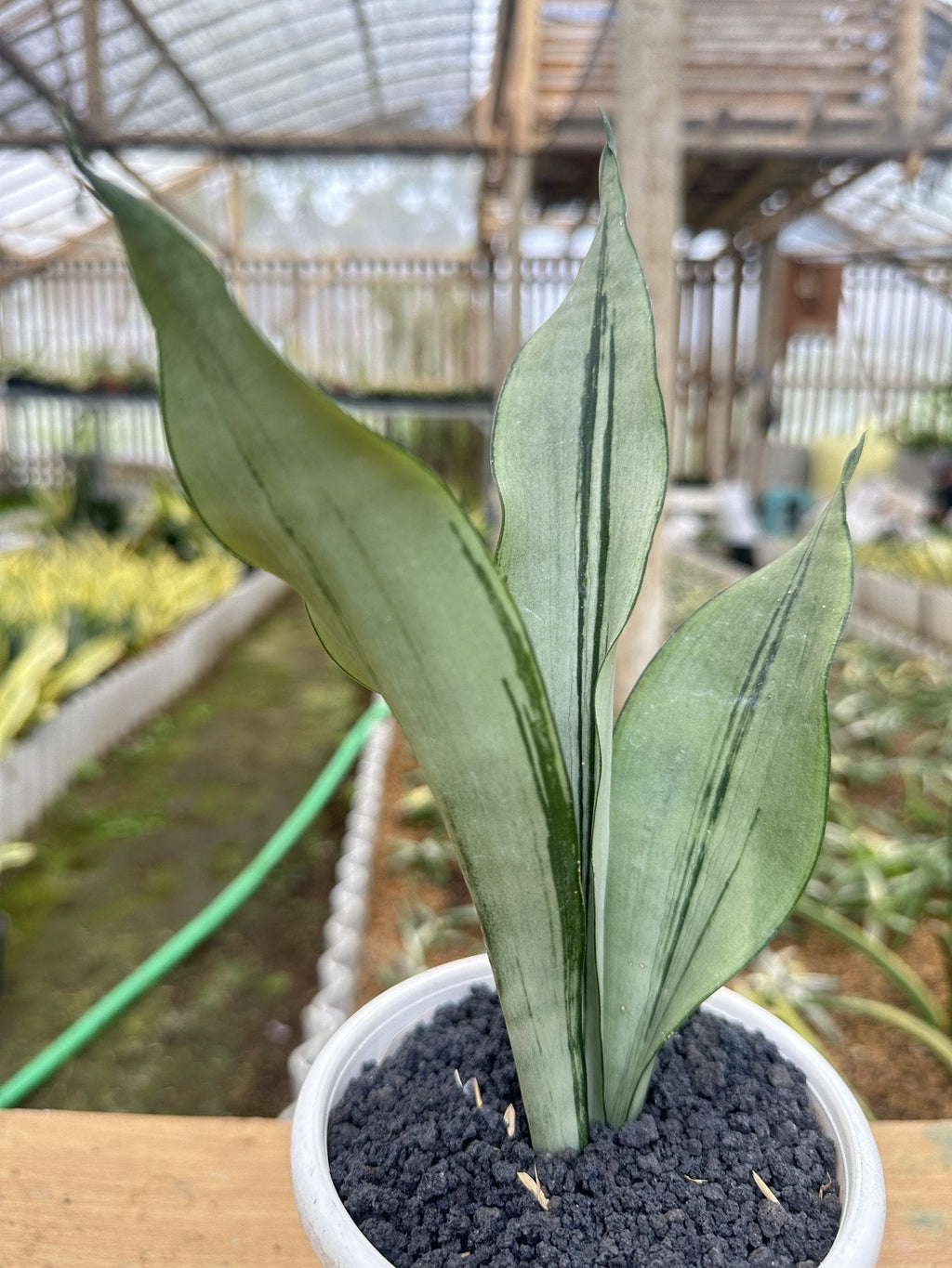 Sansevieria Moonshine Brazilian plant photo 3