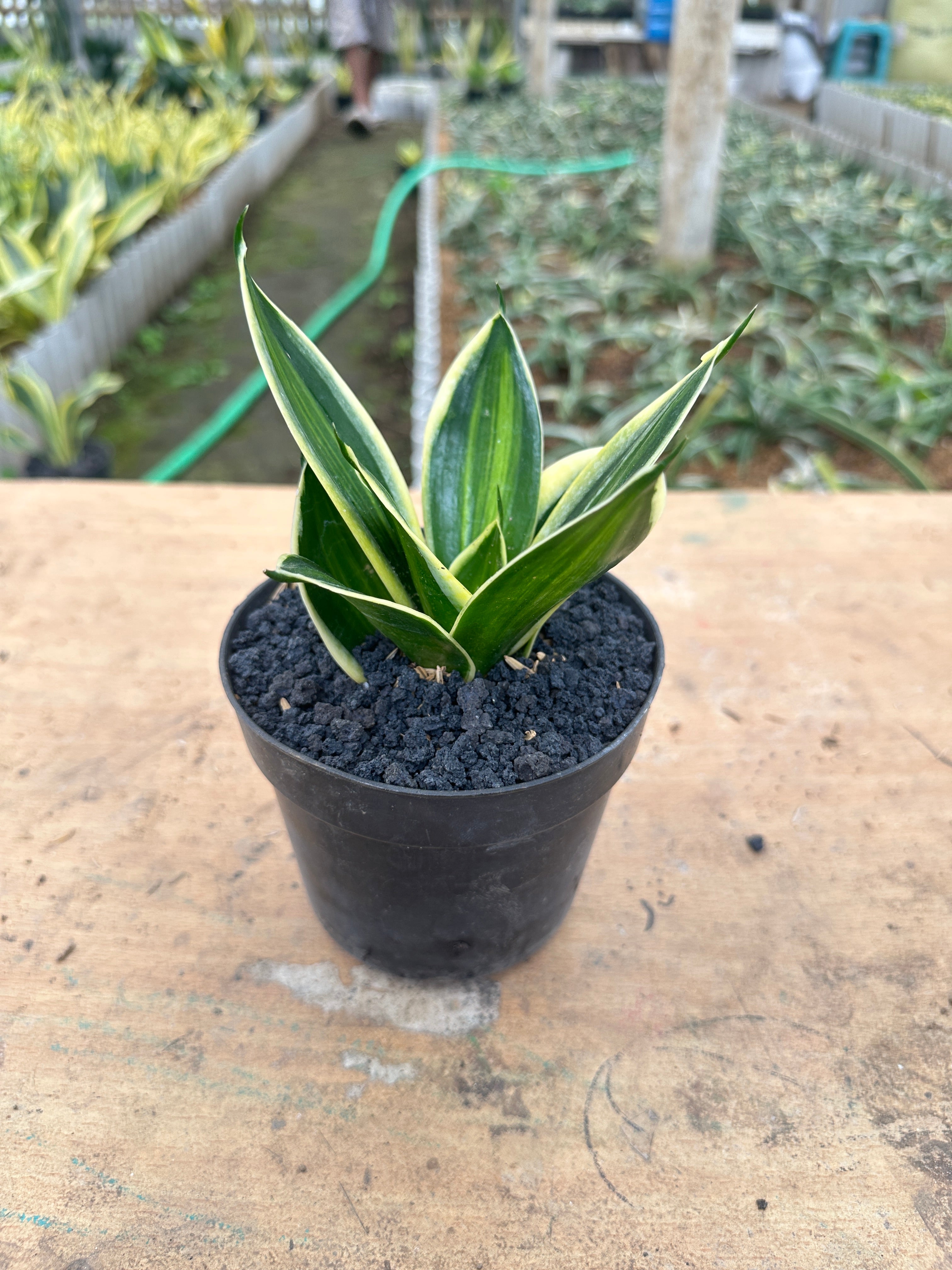 Sansevieria Pagoda plant photo 2