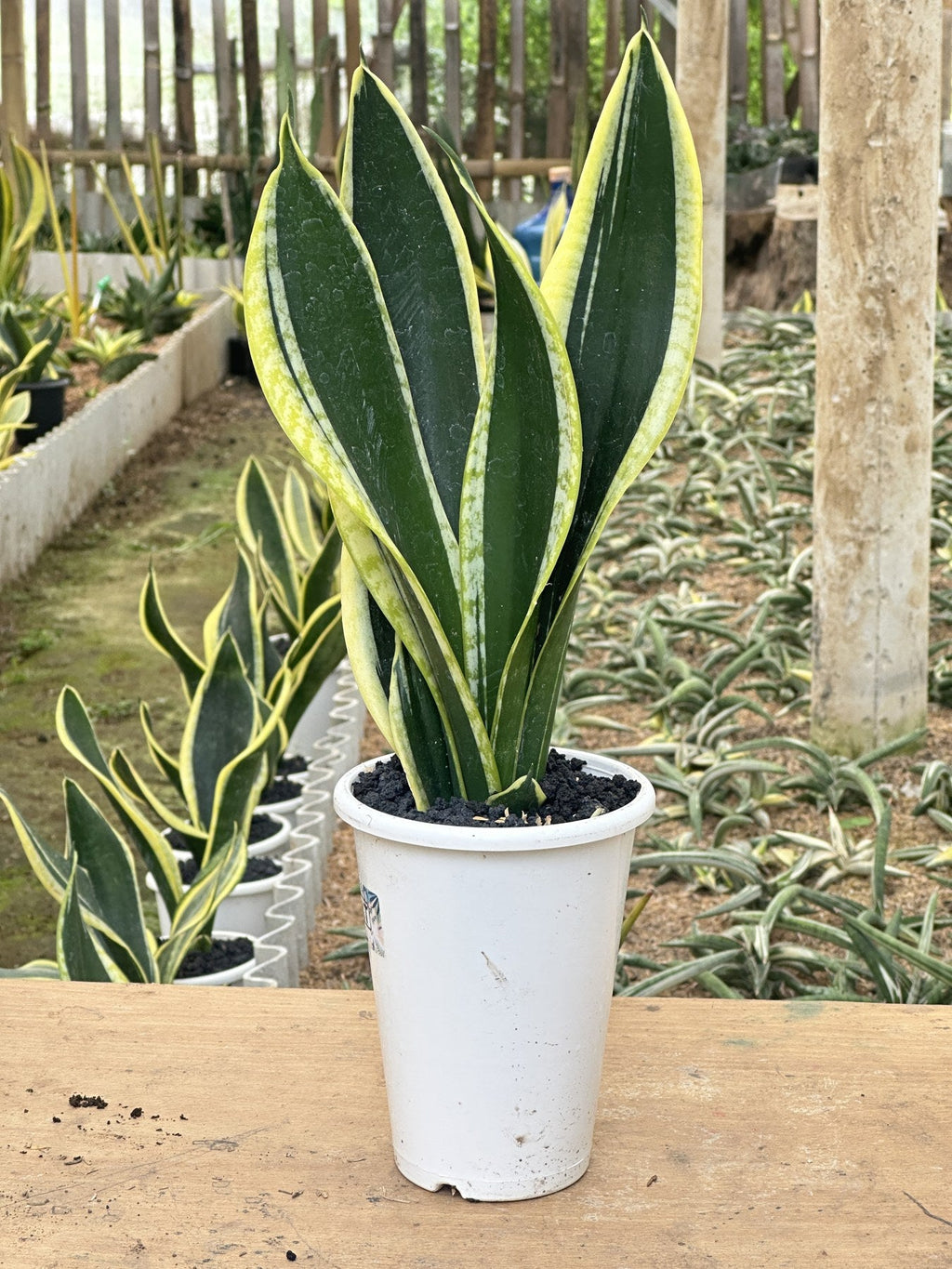 Sansevieria Seri plant photo 2