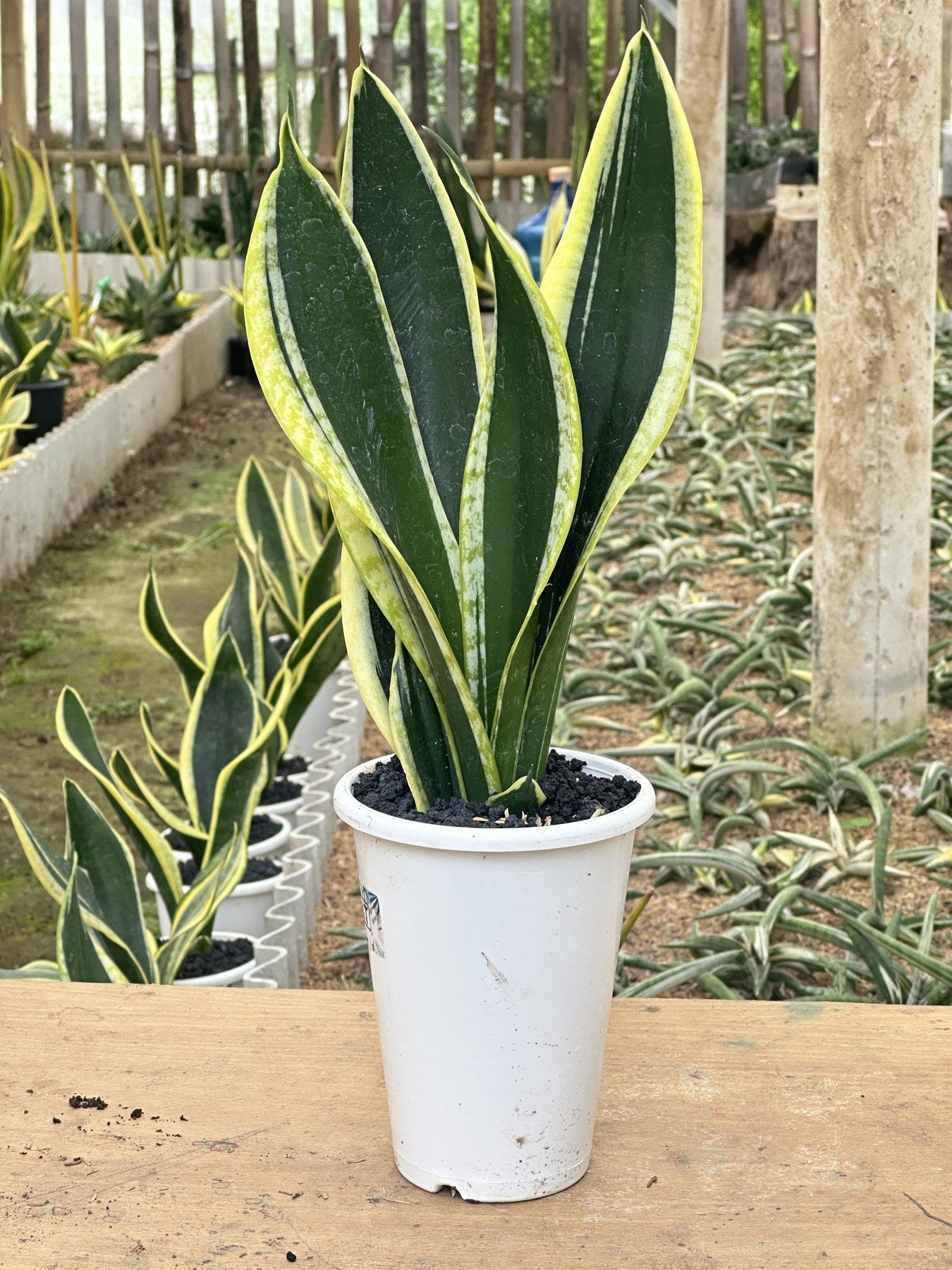 Sansevieria Seri plant photo 2