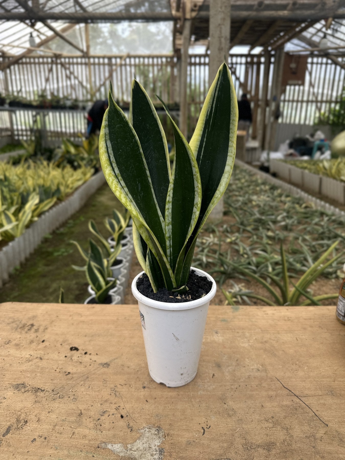 Sansevieria Seri plant photo 3
