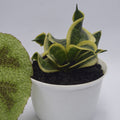 Sansevieria Twister Tsunami plant photo 2