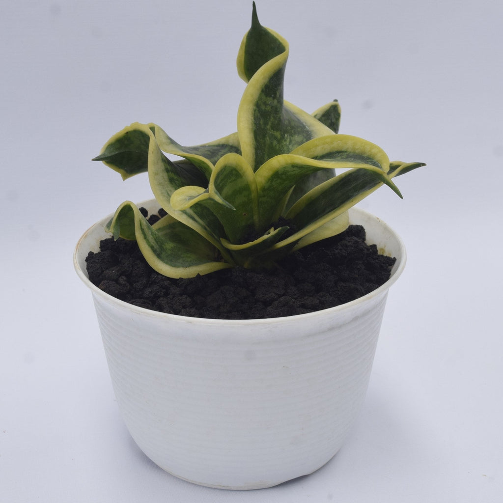 Sansevieria Twister Tsunami plant photo 3