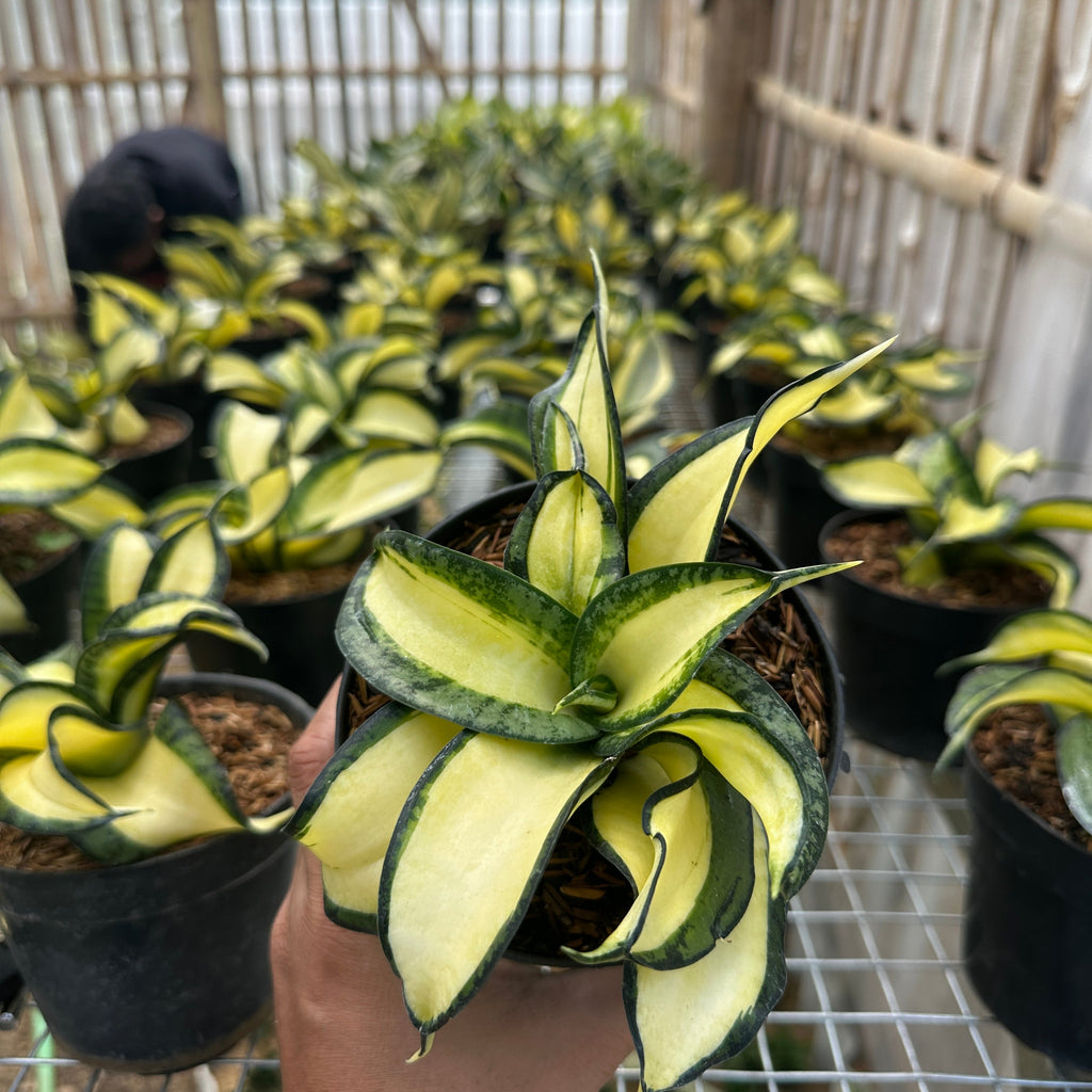 Sansevieria Wendys plant photo 2