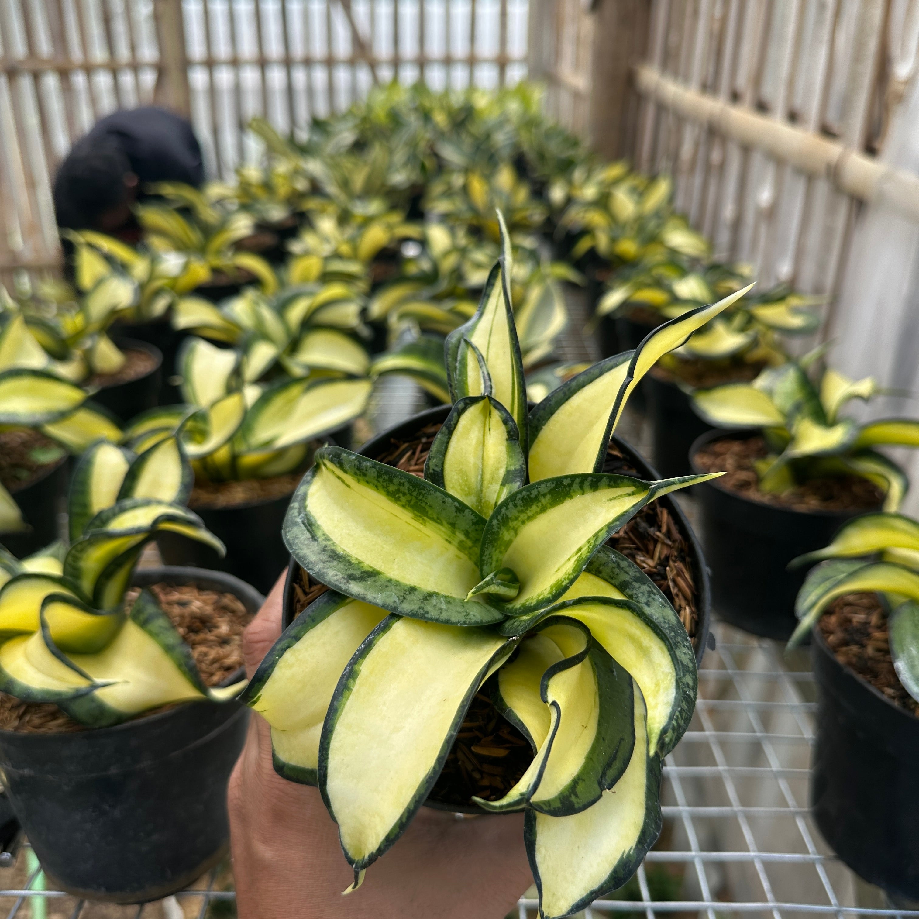 Sansevieria Wendys plant photo 2