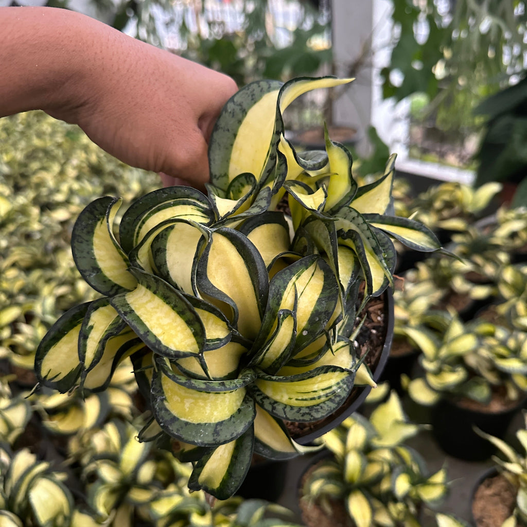 Sansevieria Wendys plant photo 3