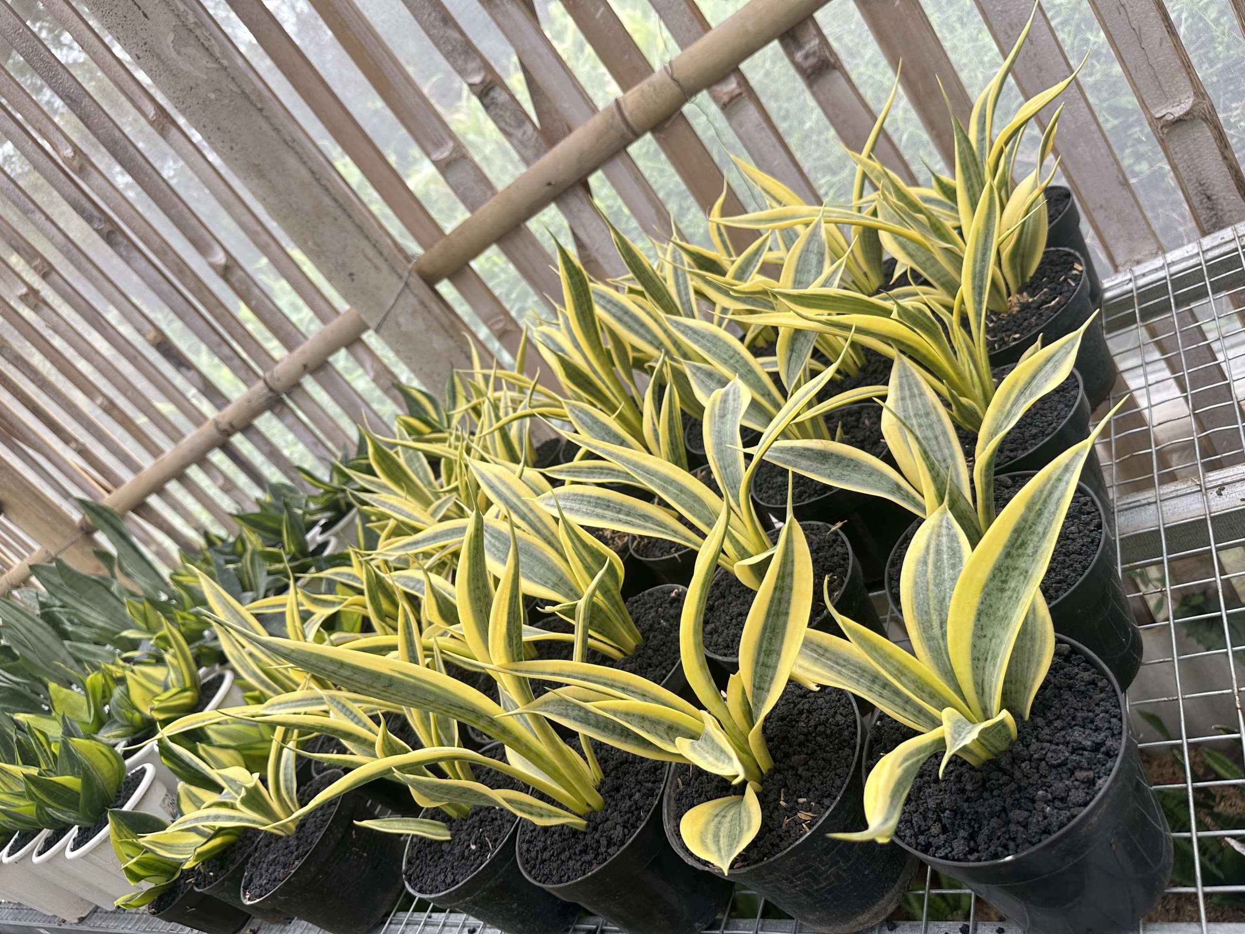 Sansevieria Yellow Thrive