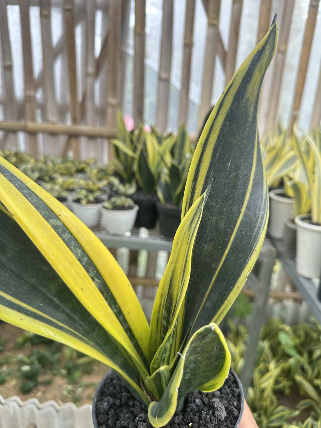 Sansevieria Gold Flame