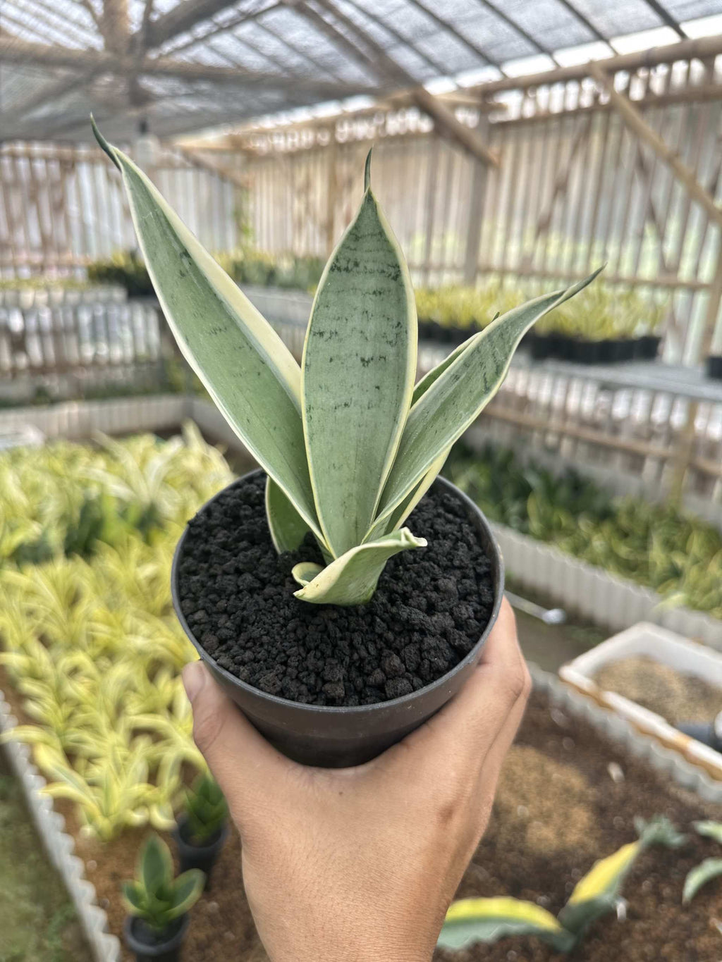 Sansevieria Hanii Silver