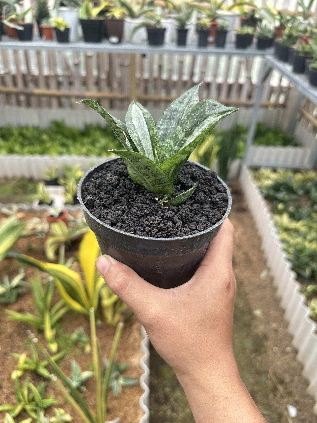 Sansevieria Hanii Sticker