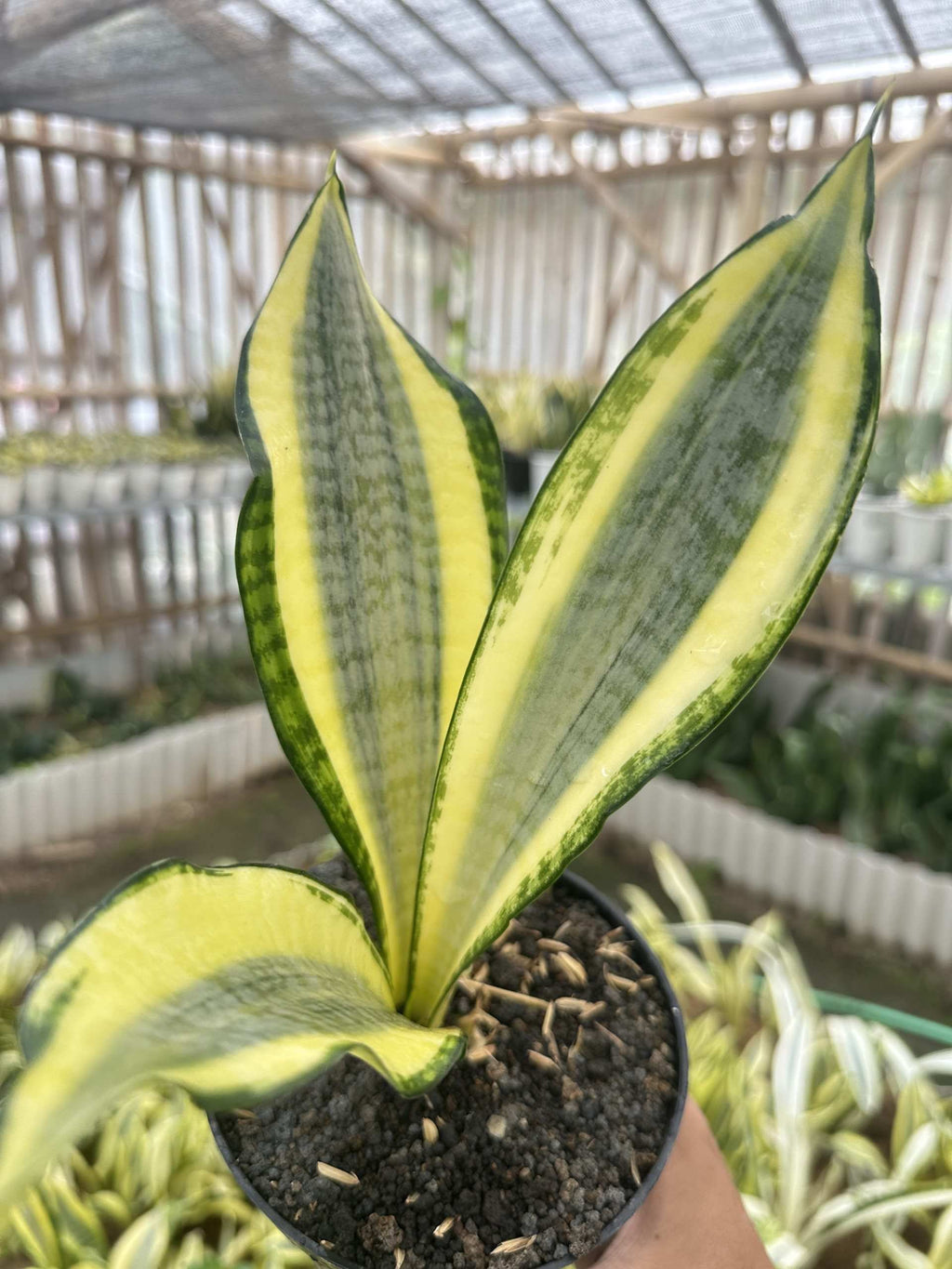 Sansevieria Golden Asahi