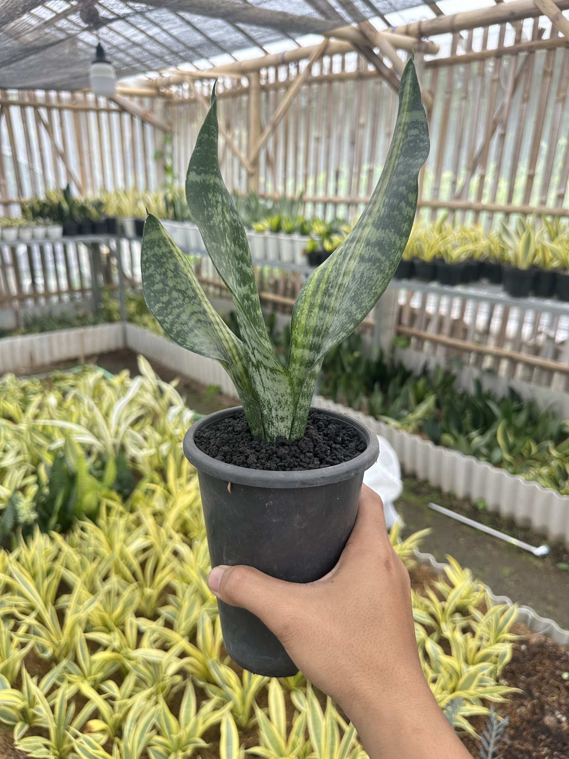 Sansevieria Futura Var