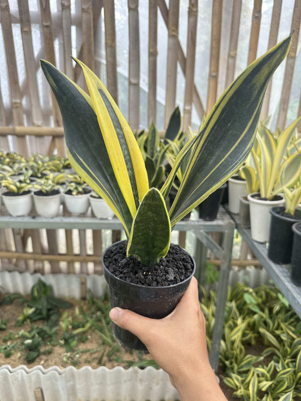 Sansevieria Gold Flame