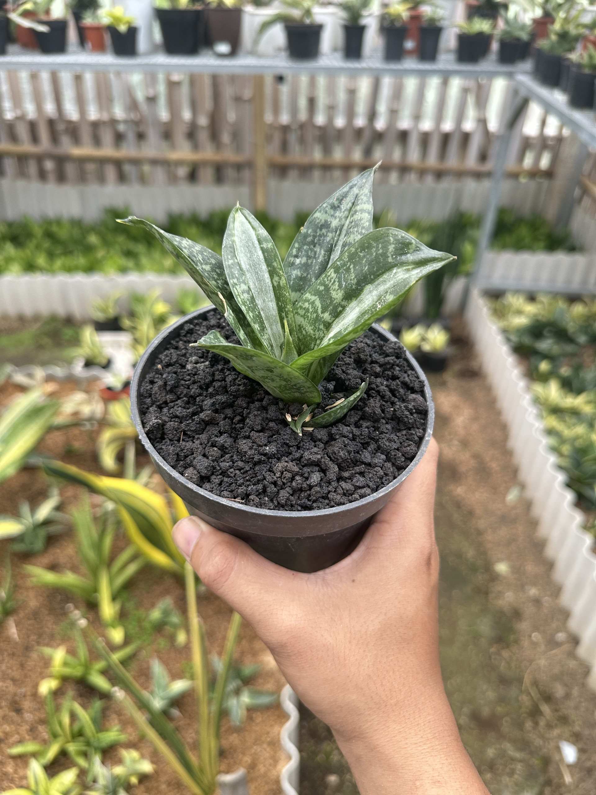 Sansevieria Hanii Sticker