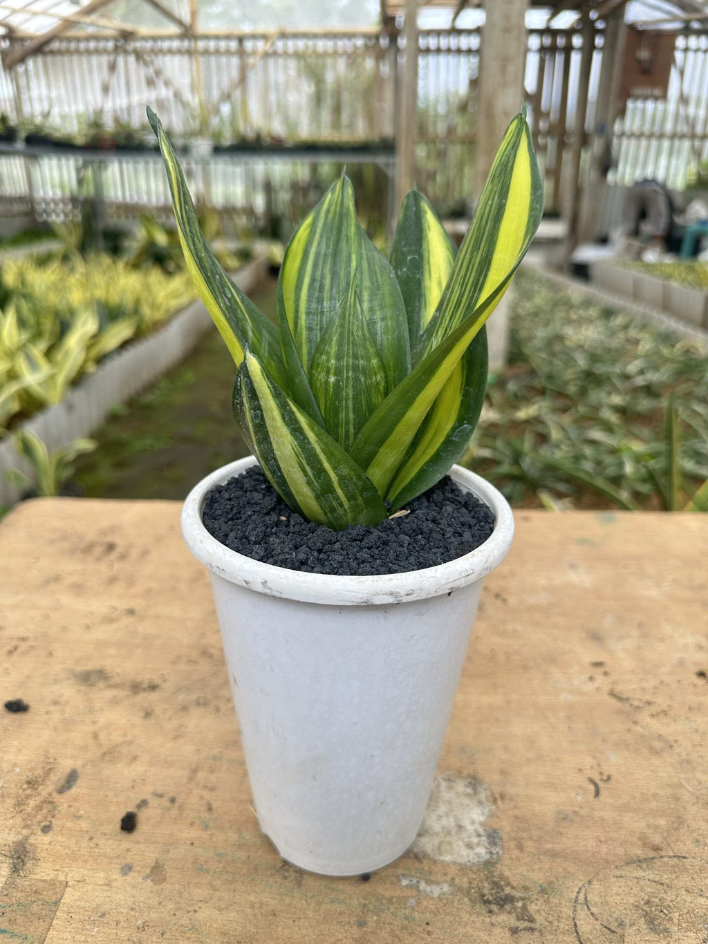 Sansevieria Green Mould Var