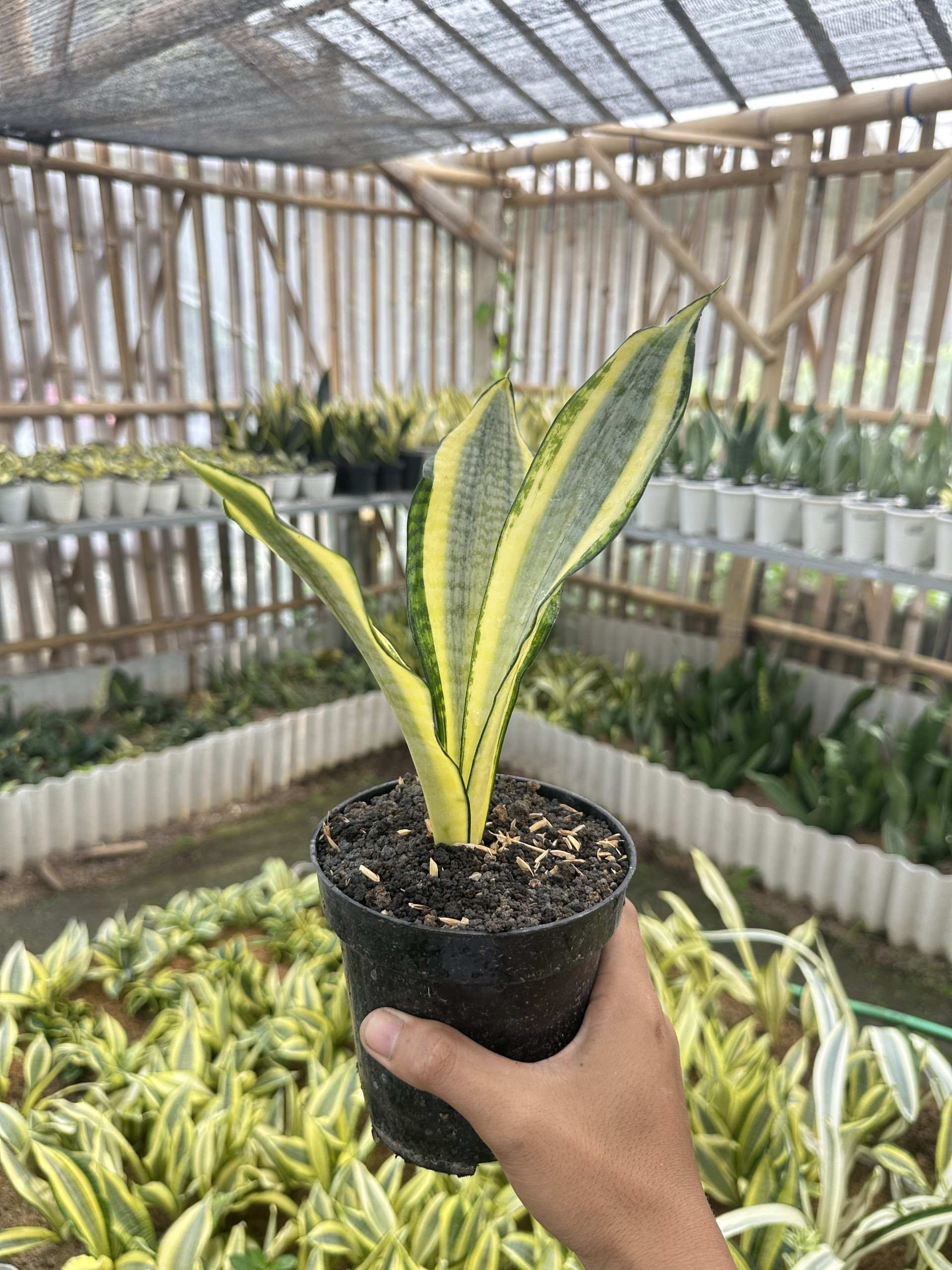 Sansevieria Golden Asahi