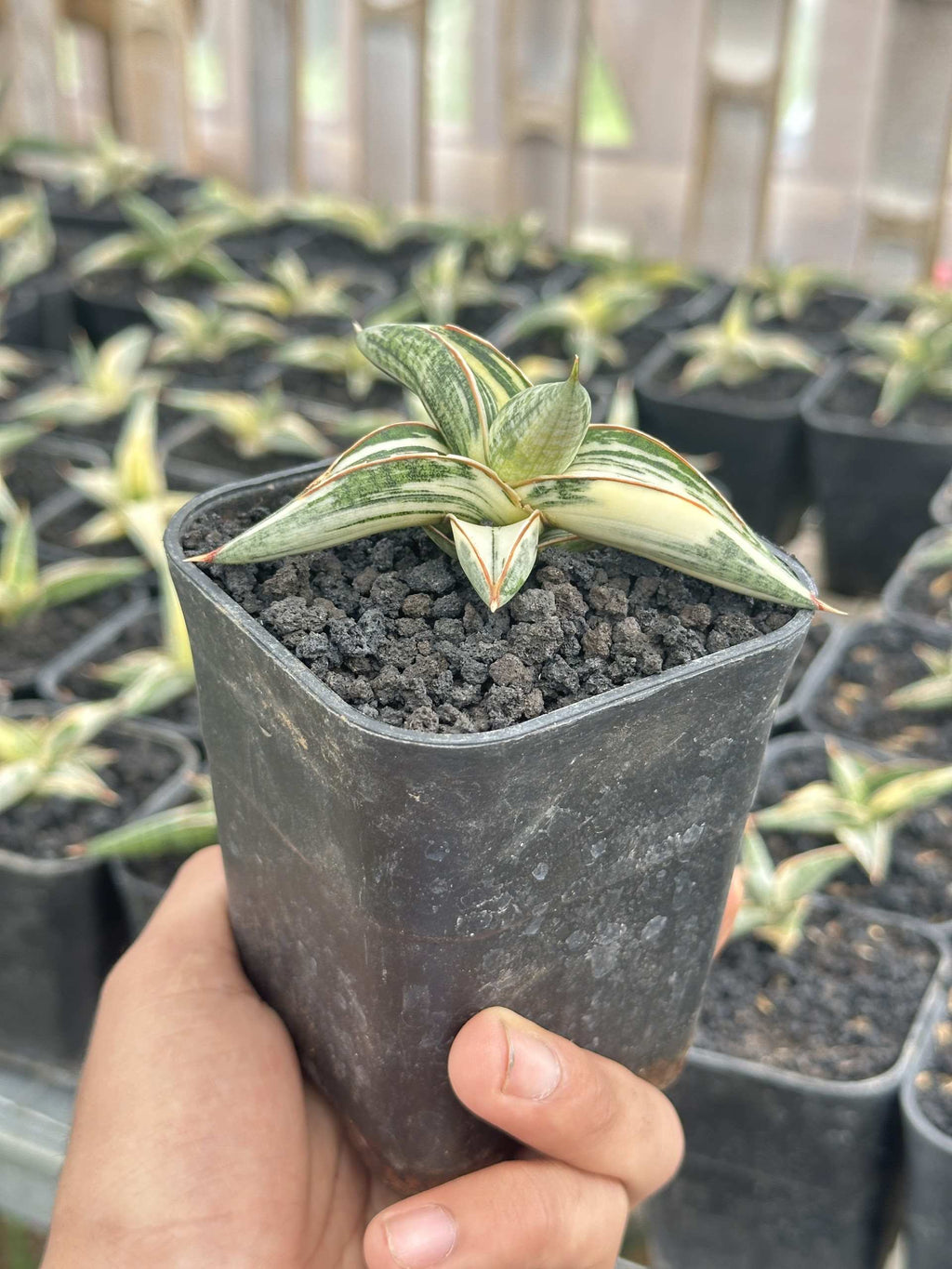 Sansevieria Blue Clone