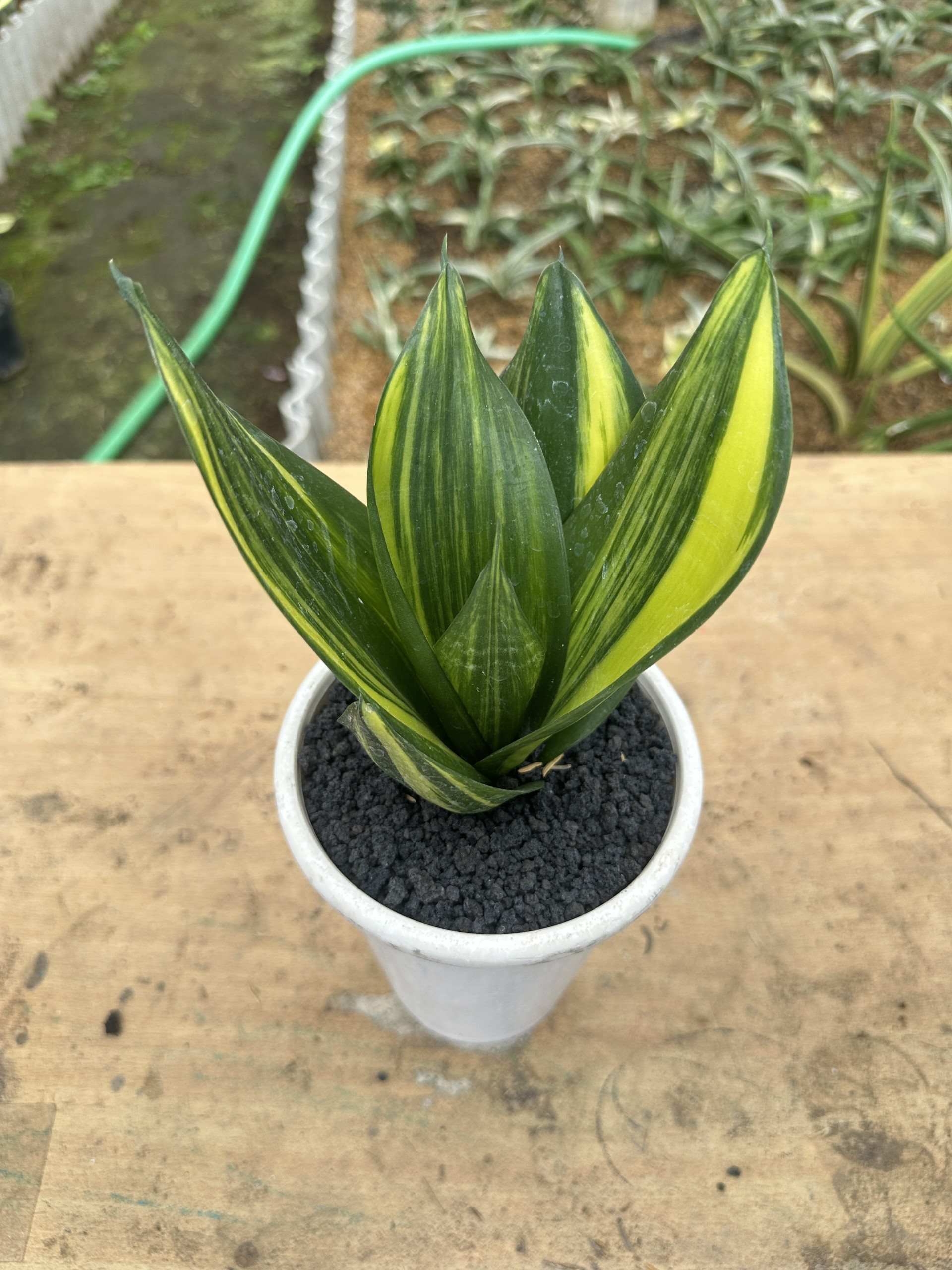 Sansevieria Green Mould Var