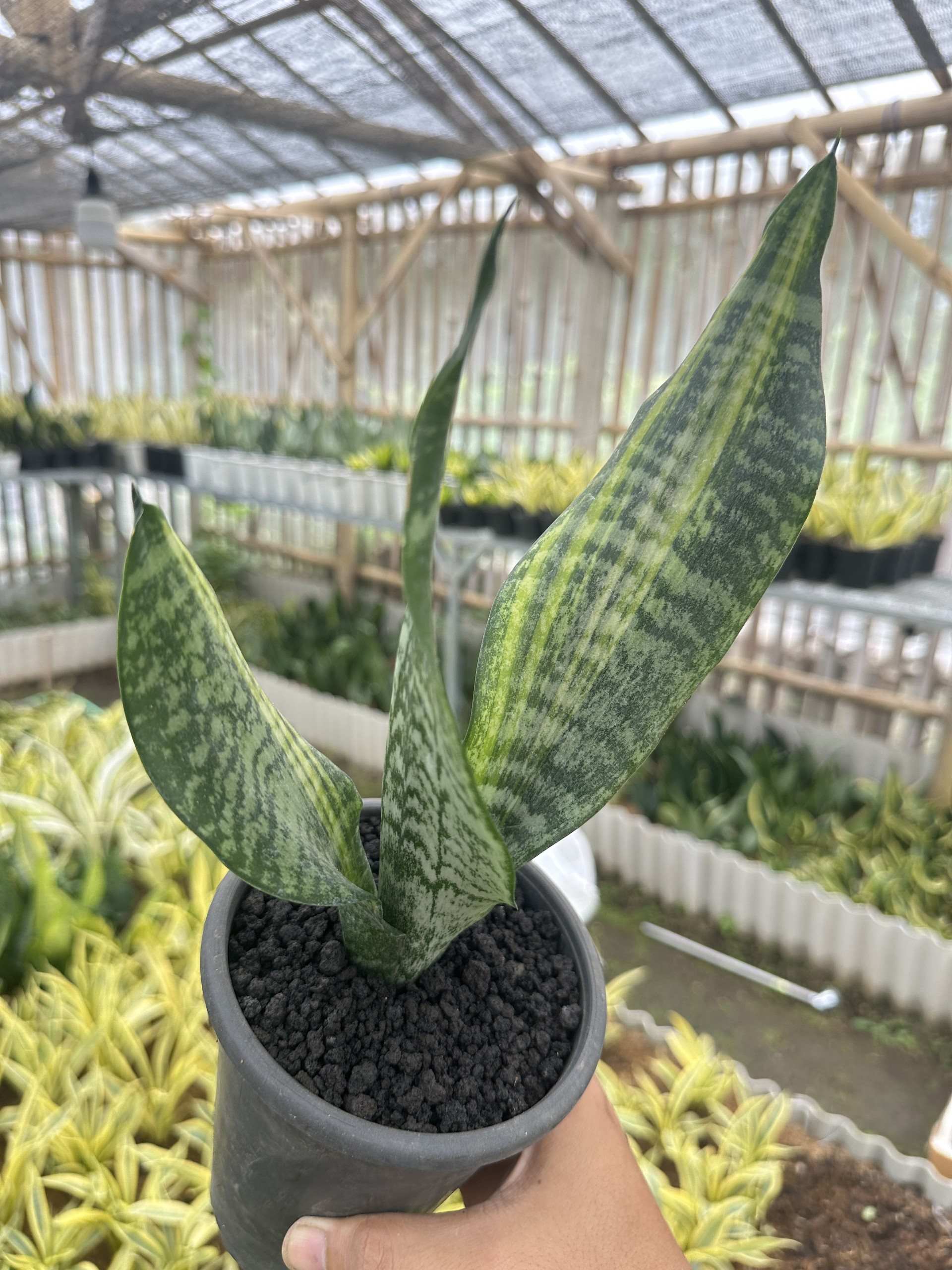 Sansevieria Futura Var