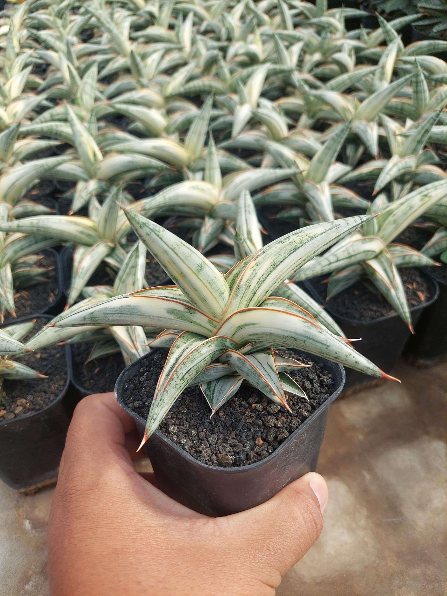 Sansevieria Blue Clone
