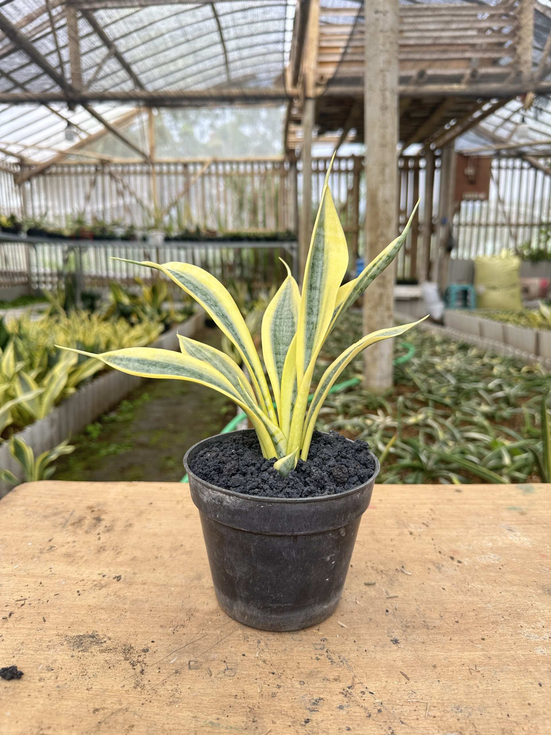 Sansevieria Yellow Thrive