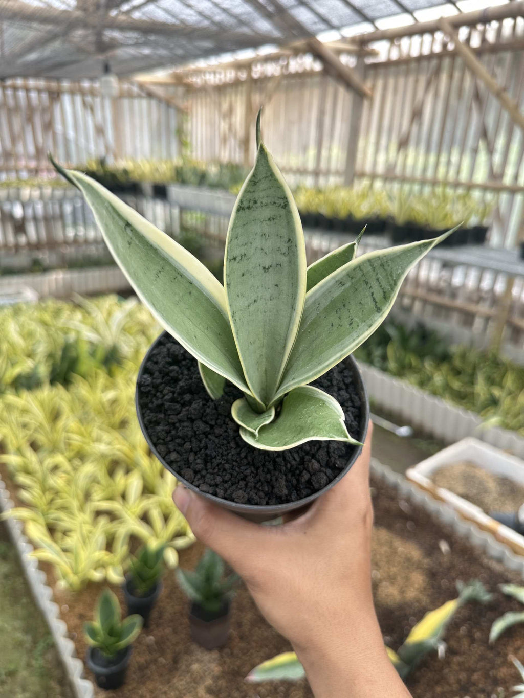 Sansevieria Hanii Silver